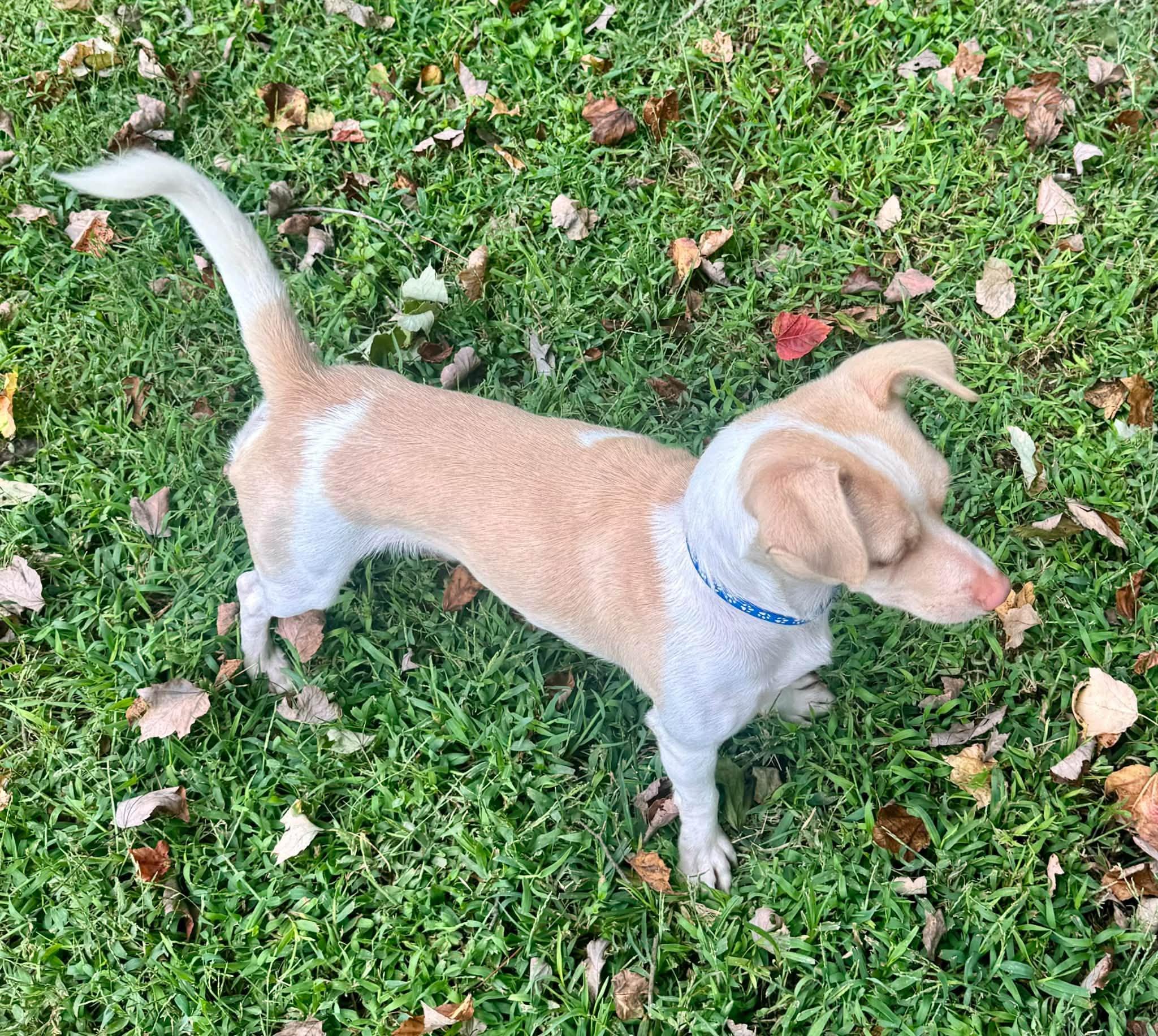 Enlarge Kallen, a Adoptable mixed breed in Yorktown, VA image 5/6