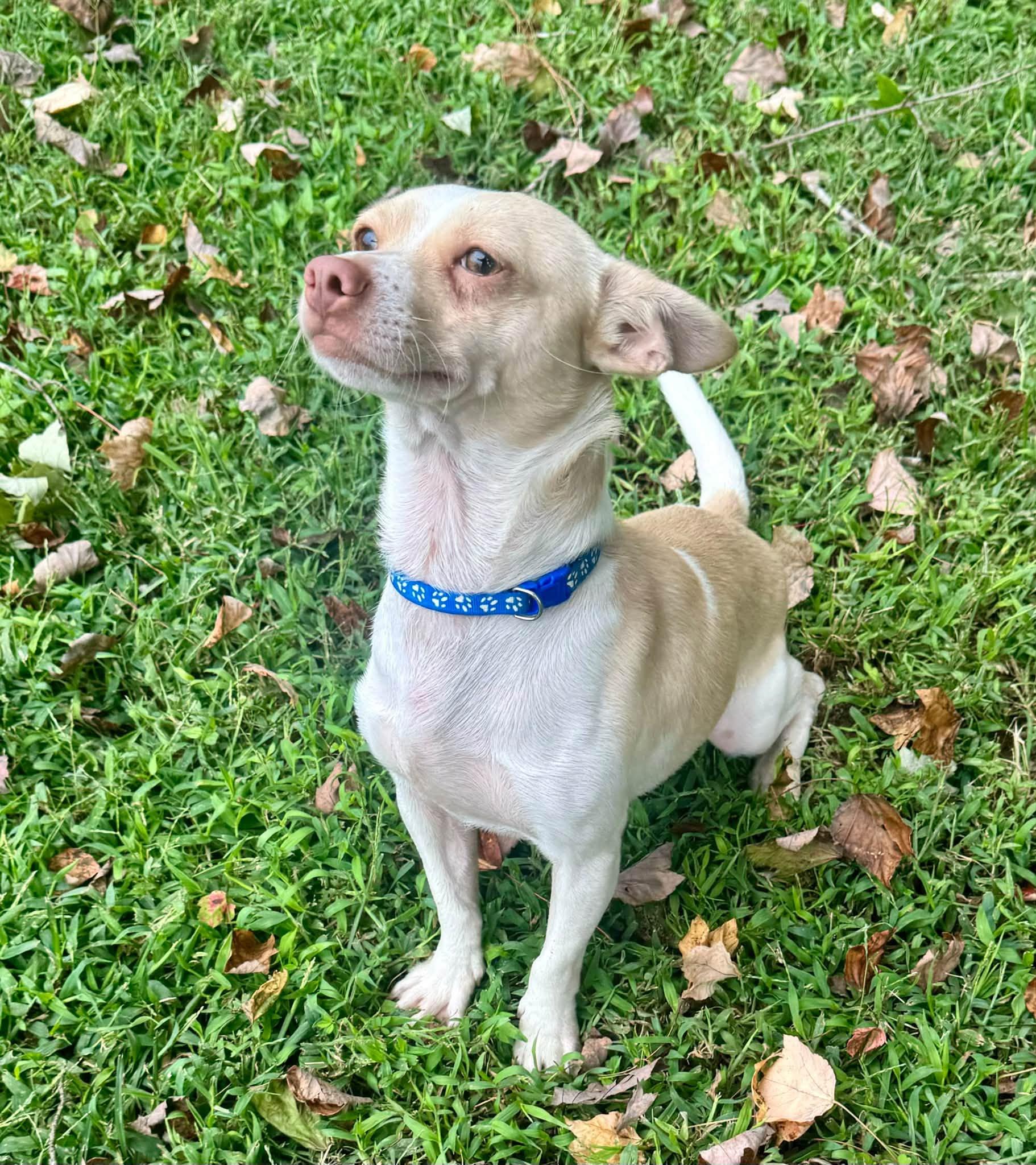 Enlarge Kallen, a Adoptable mixed breed in Yorktown, VA image 3/6