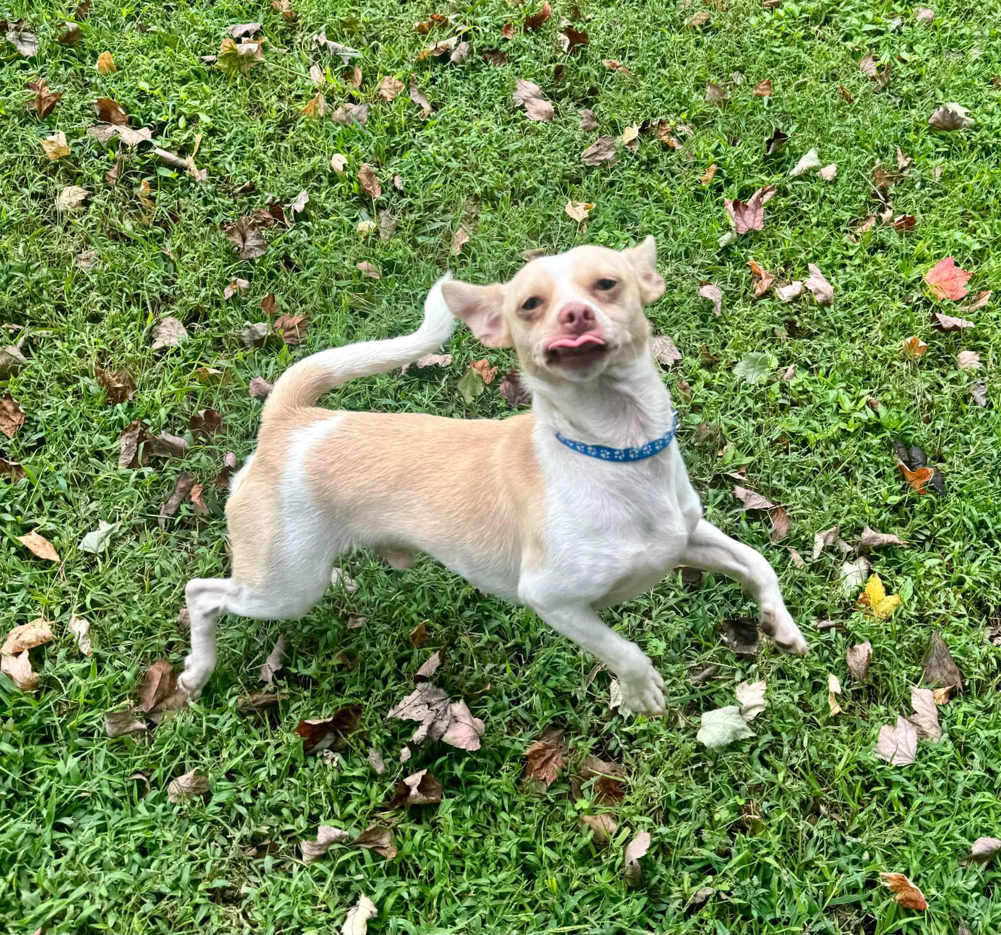 Enlarge Kallen, a Adoptable mixed breed in Yorktown, VA image 6/6