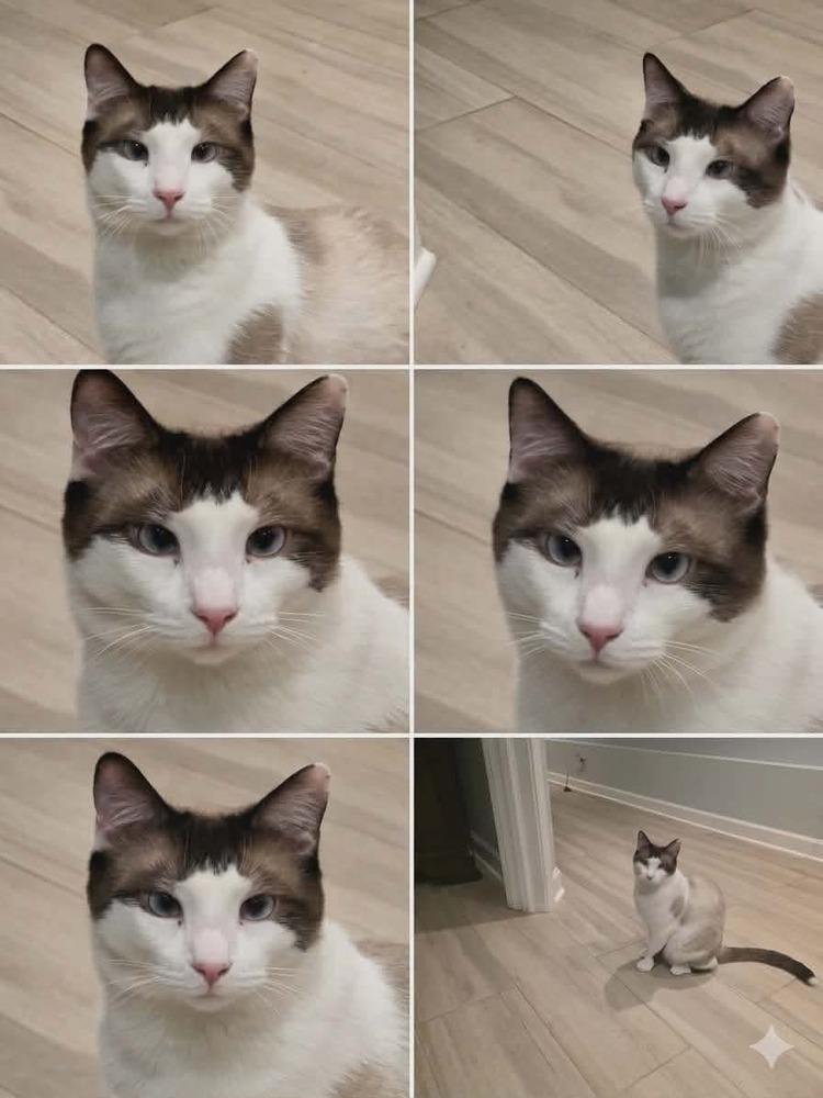 MeiSu (Aka Taunus), Adoptable, Adult Male Snowshoe & Siamese.