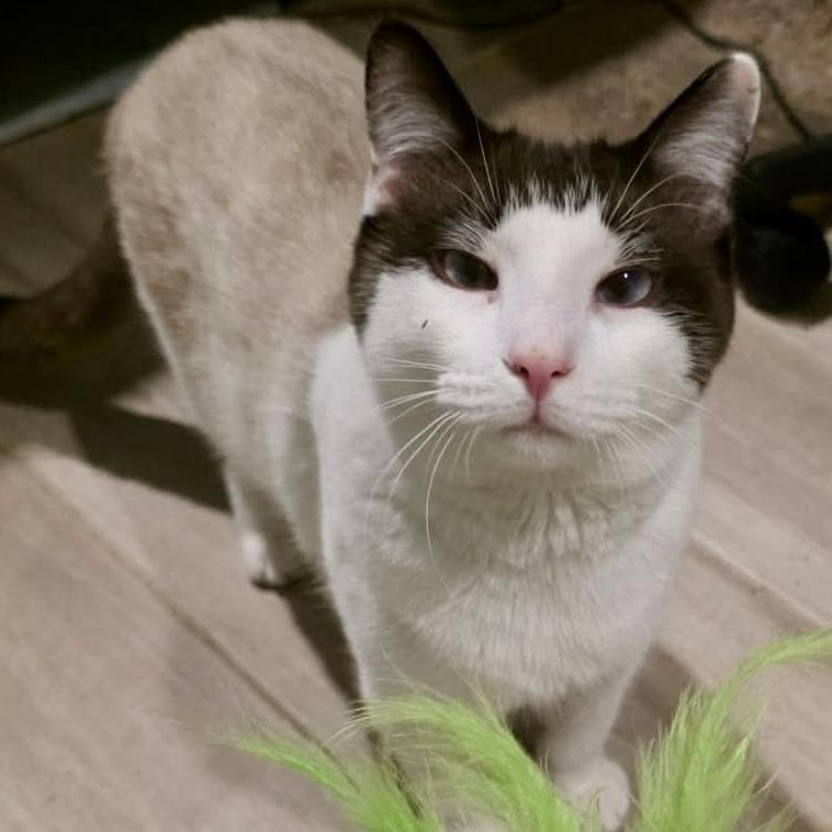 MeiSu (Aka Taunus), a Adoptable mixed breed in Chicago, IL image 2/6