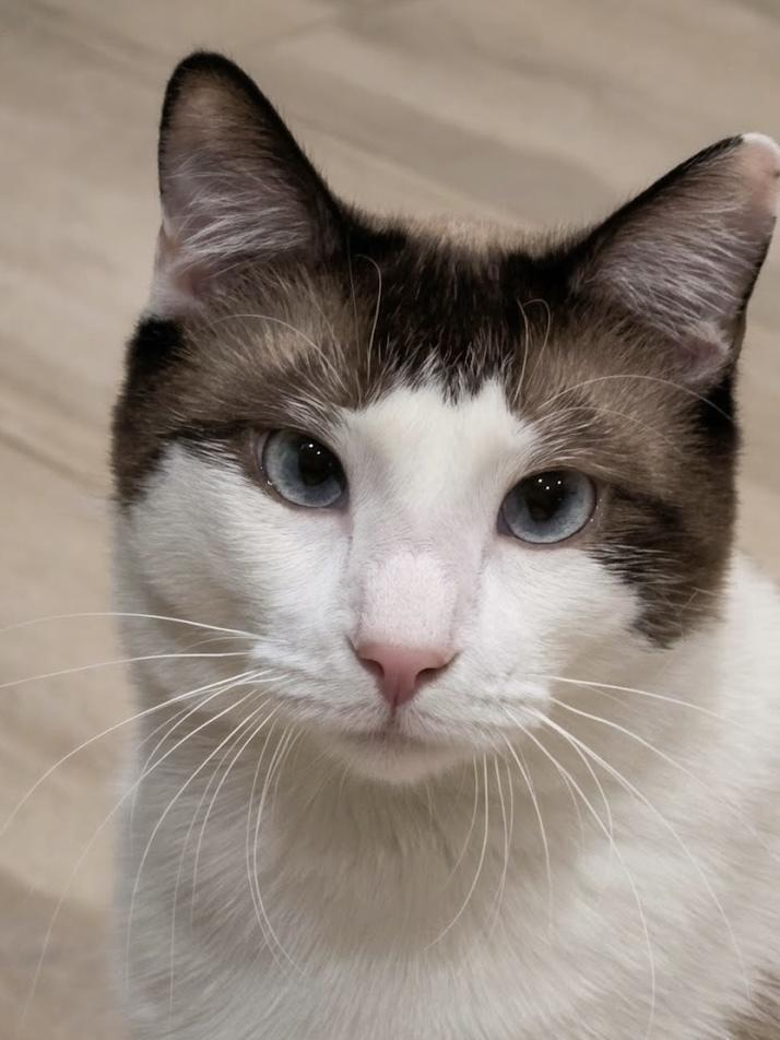 MeiSu (Aka Taunus), a Adoptable mixed breed in Chicago, IL image 3/6