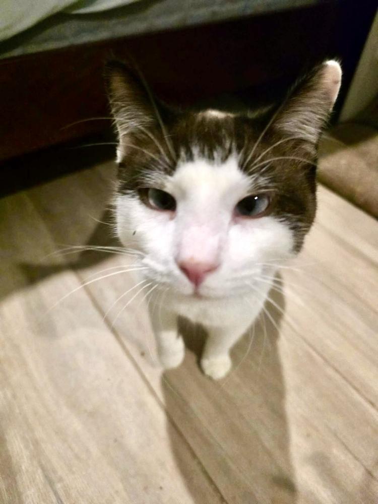 MeiSu (Aka Taunus), a Adoptable mixed breed in Chicago, IL image 6/6