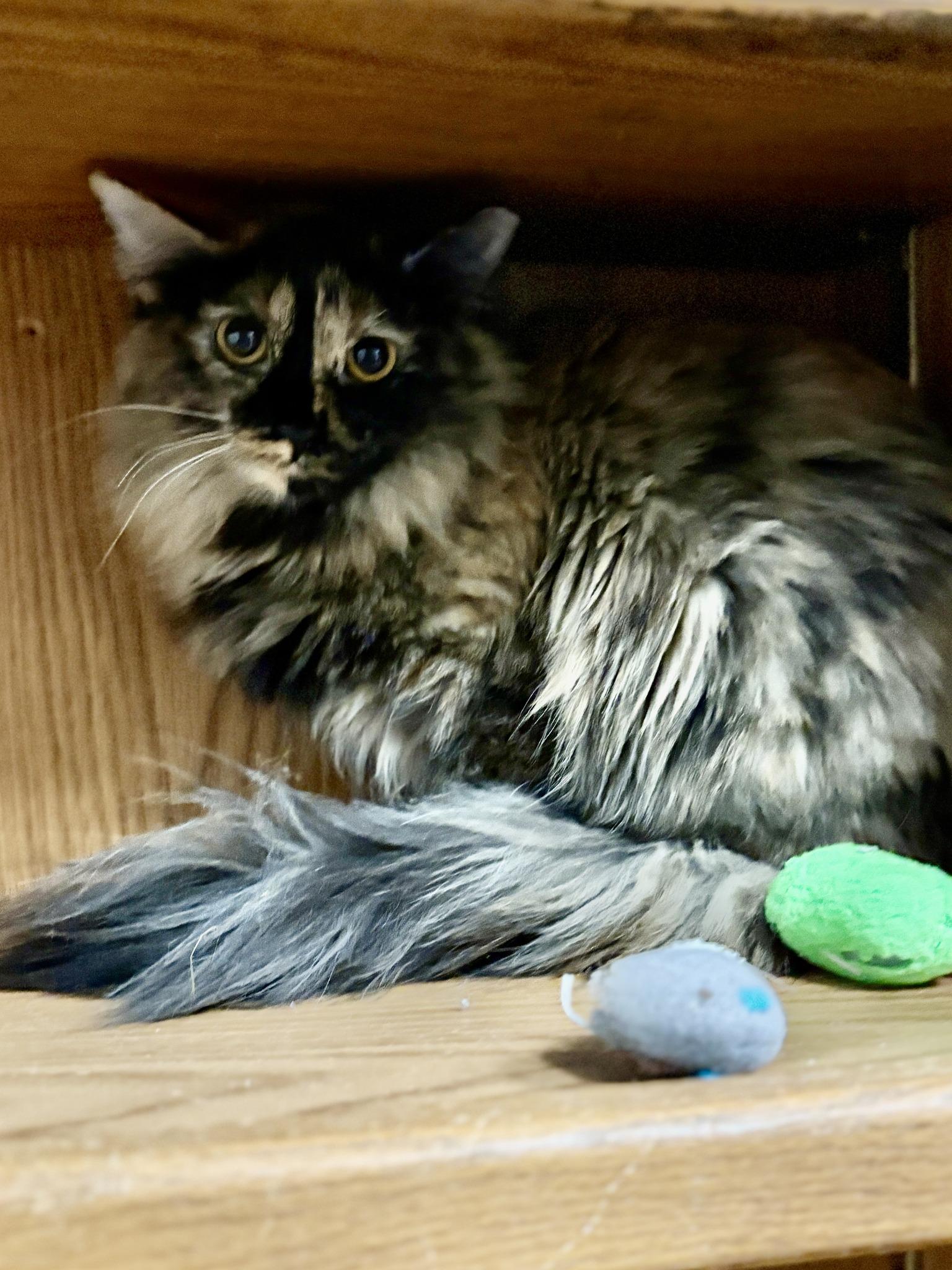 Talon, an adoptable Tortoiseshell in Monticello, IL_image-1