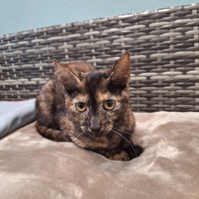 Joan Jett, Adoptable, Young Female Domestic Short Hair.