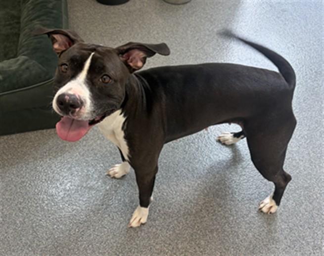 SIERRA, Adoptable, Young Female Pit Bull Terrier.