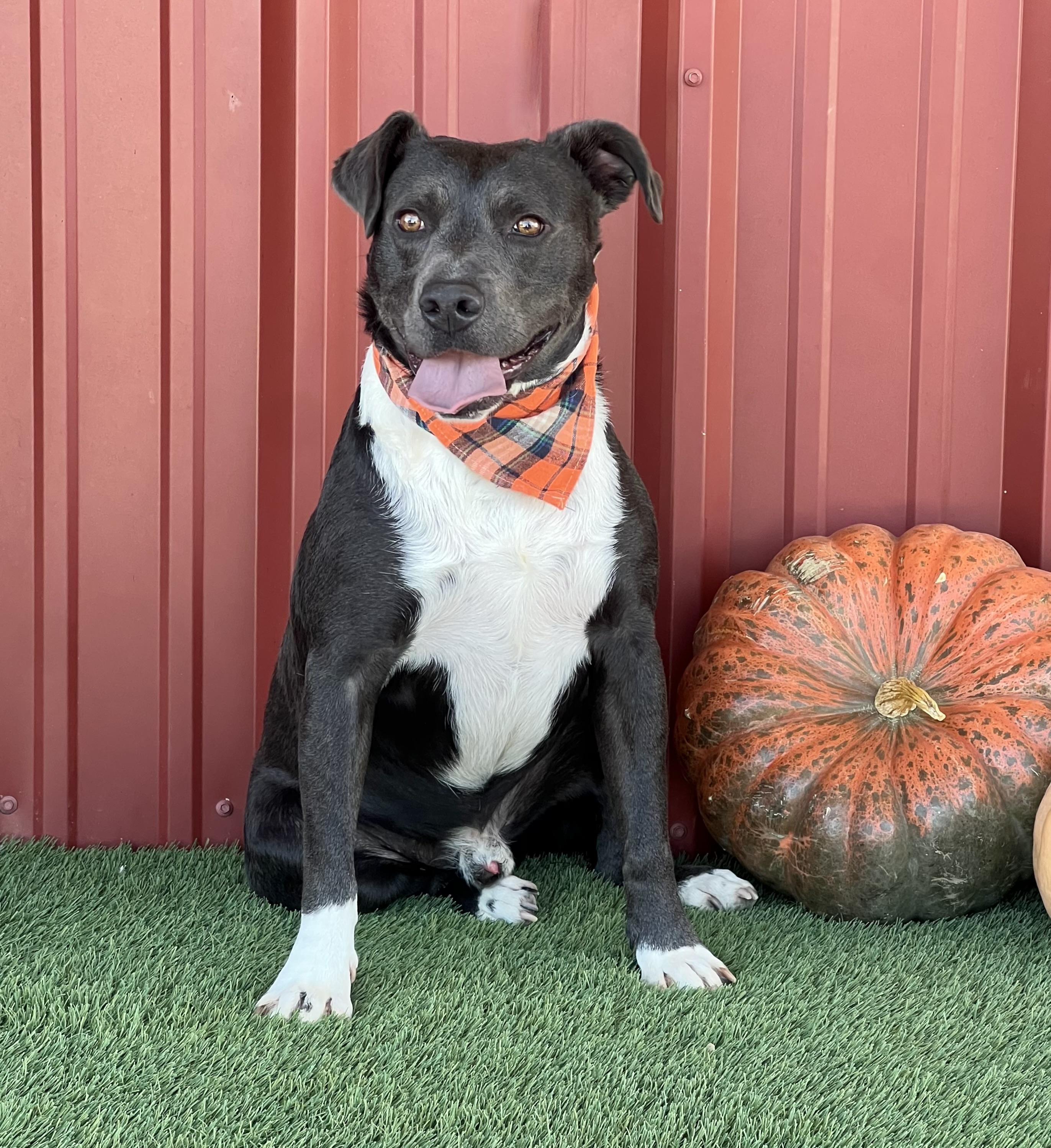 Enlarge Dozer, a Adoptable mixed breed in Bedminster, NJ image 3/5