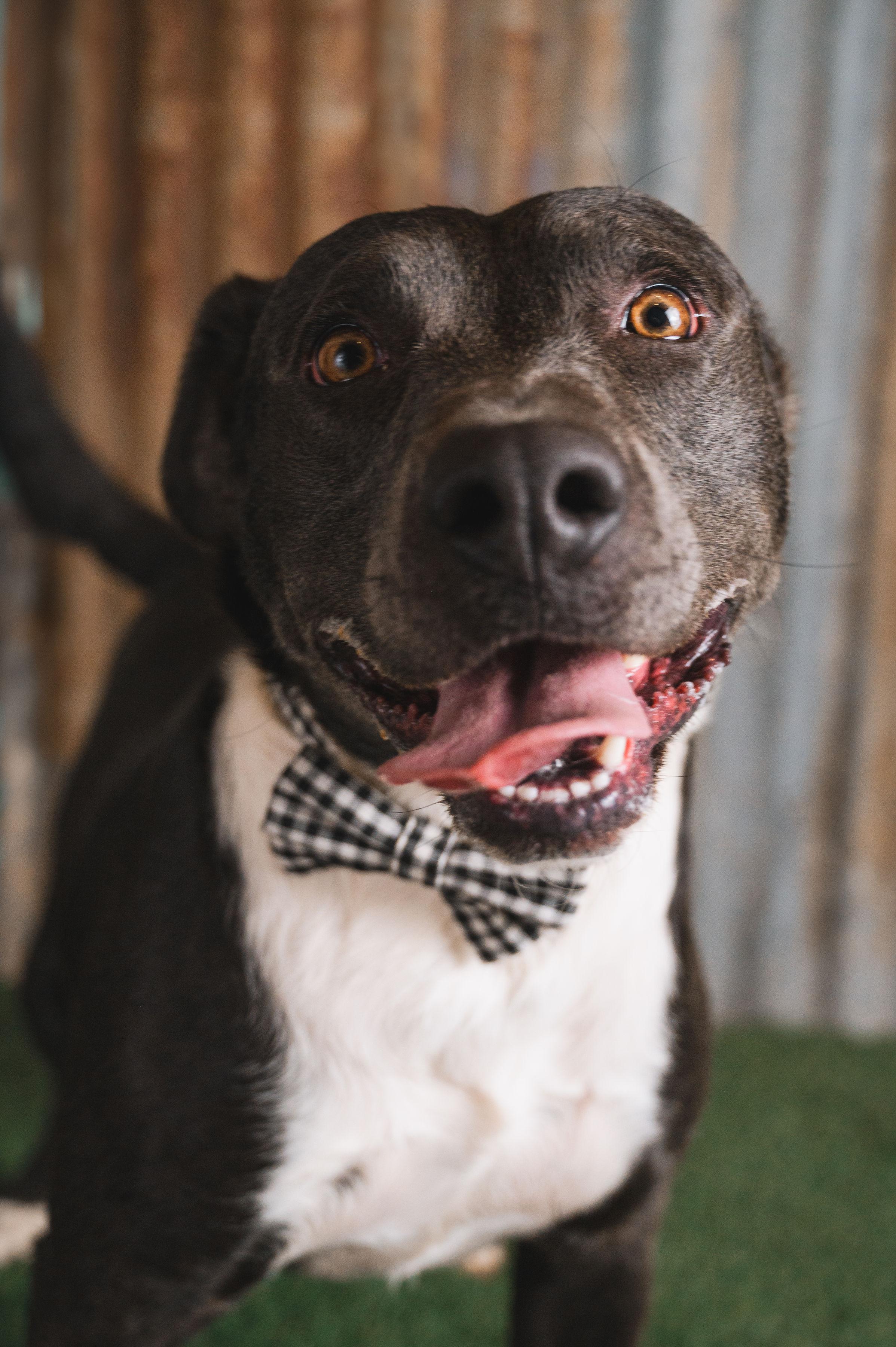 Enlarge Dozer, a Adoptable mixed breed in Bedminster, NJ image 2/5