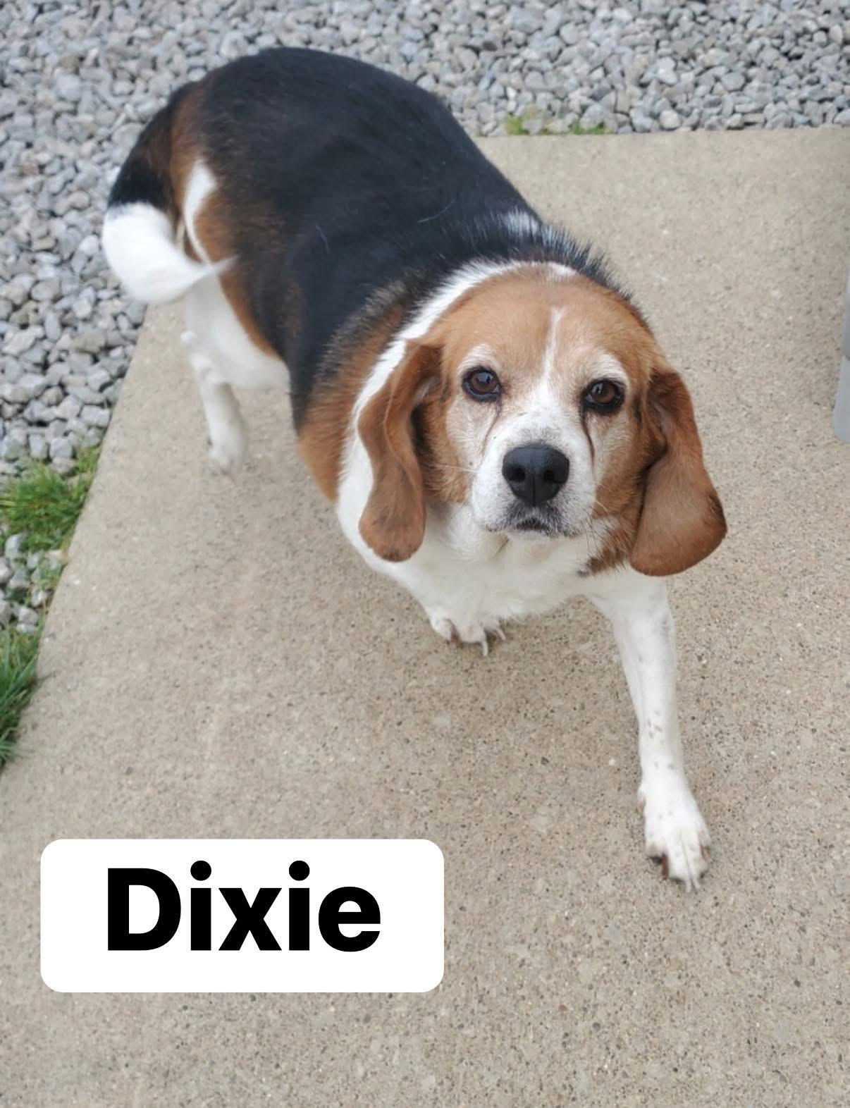 Dixie, ADOPTABLE, Adult Female Beagle.