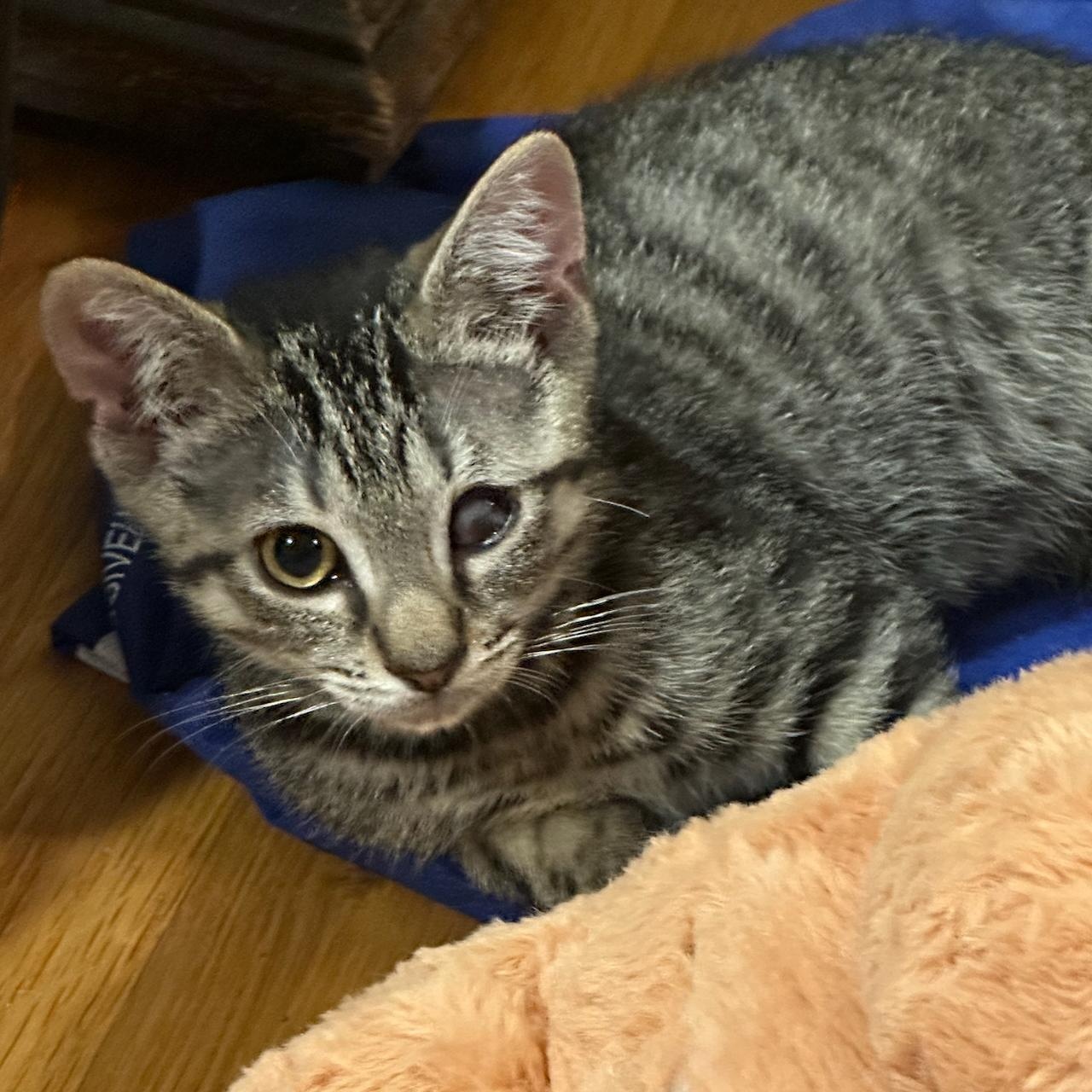 Enlarge Mr Whiskers, a Adoptable Tabby in East Brunswick, NJ image 3/6