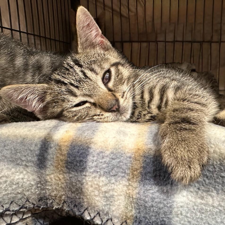 Enlarge Mr Whiskers, a Adoptable Tabby in East Brunswick, NJ image 2/6