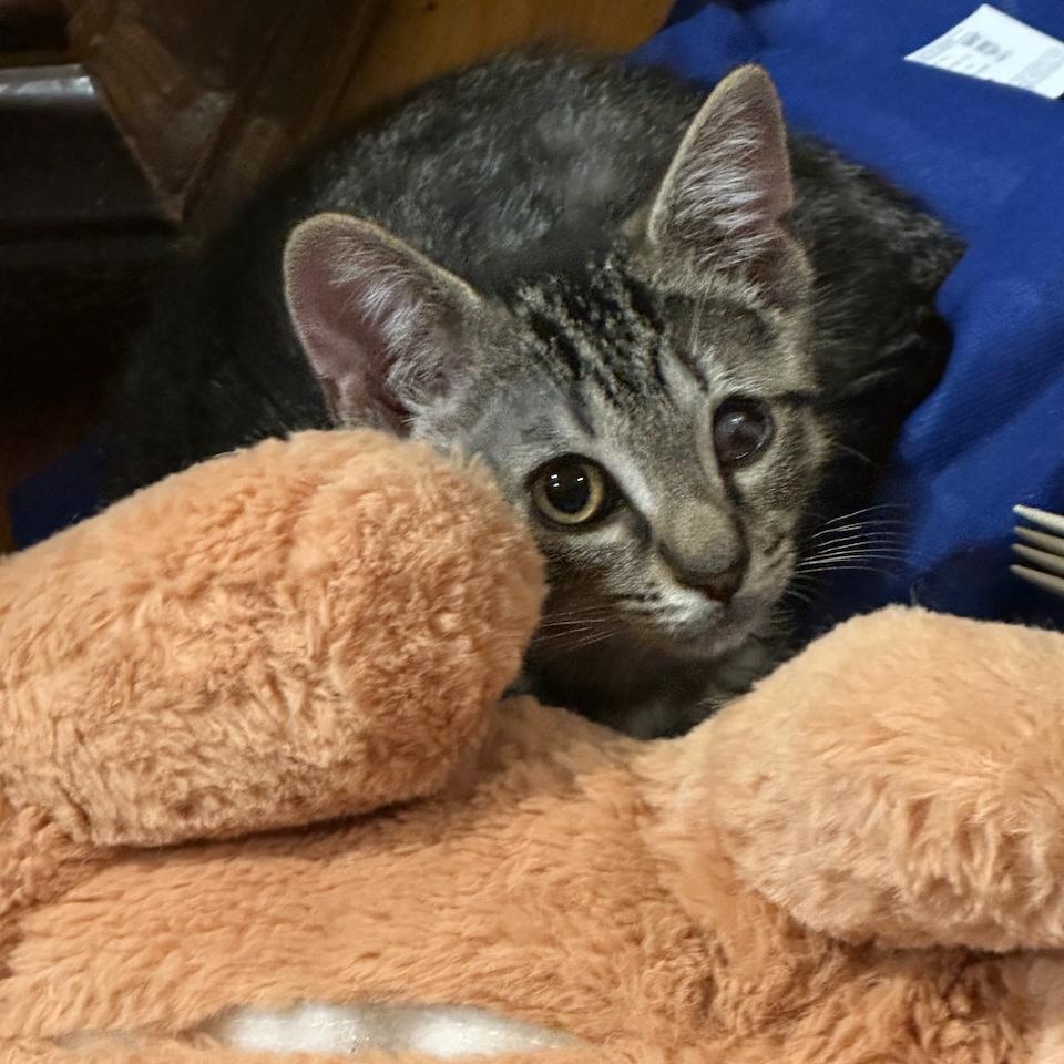 Enlarge Mr Whiskers, a Adoptable Tabby in East Brunswick, NJ image 5/6