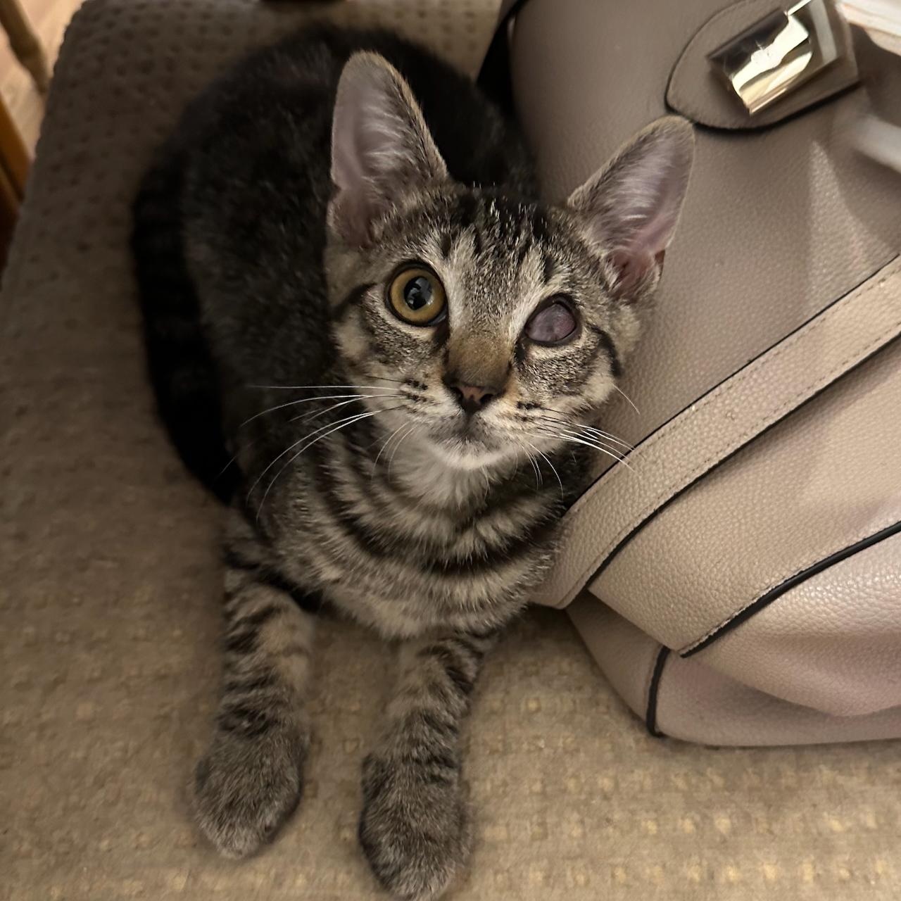 Enlarge Mr Whiskers, a Adoptable Tabby in East Brunswick, NJ image 6/6