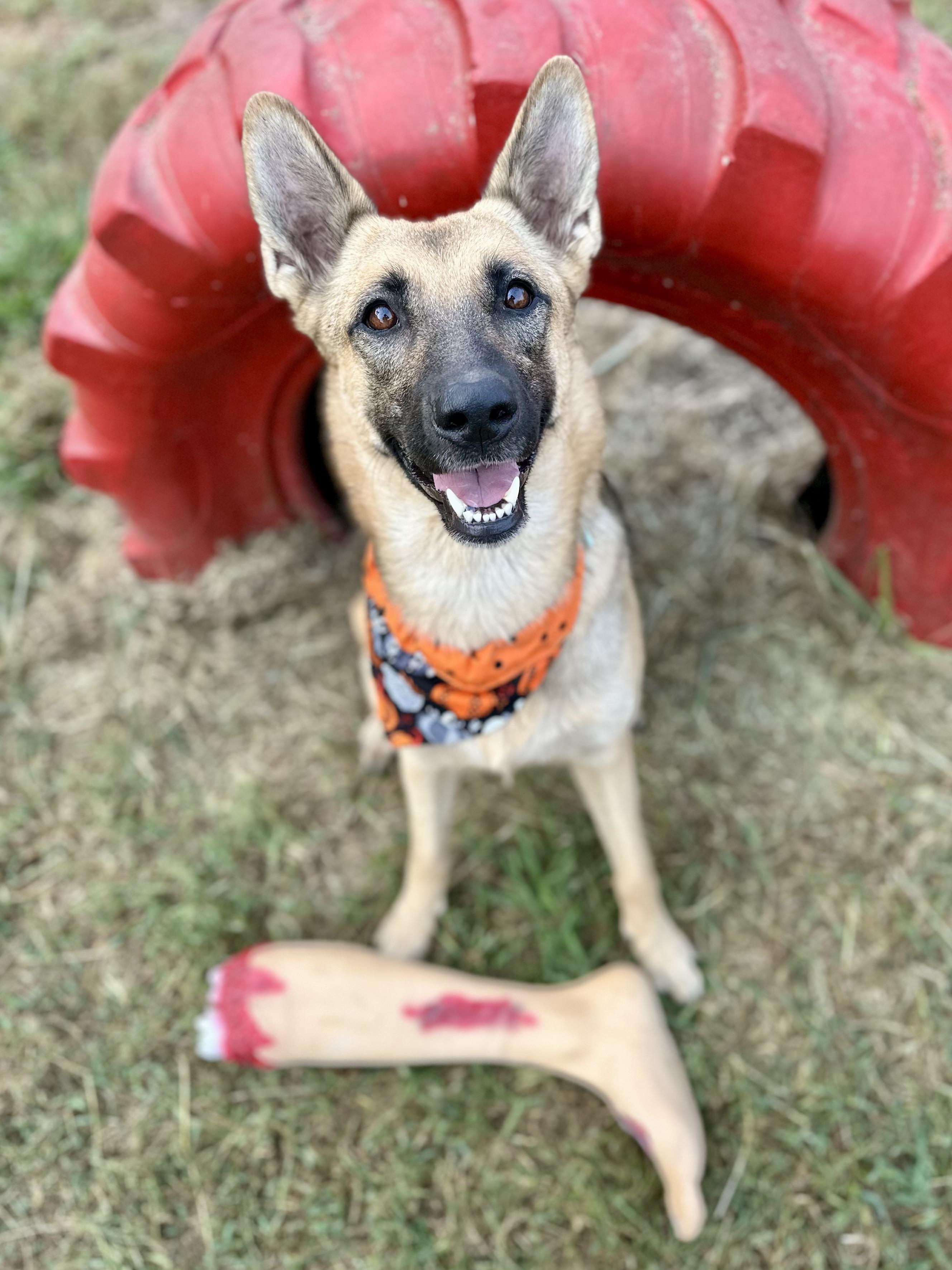 Enlarge Macy Mae, a Adoptable German Shepherd Dog in Whitewright, TX image 1/5