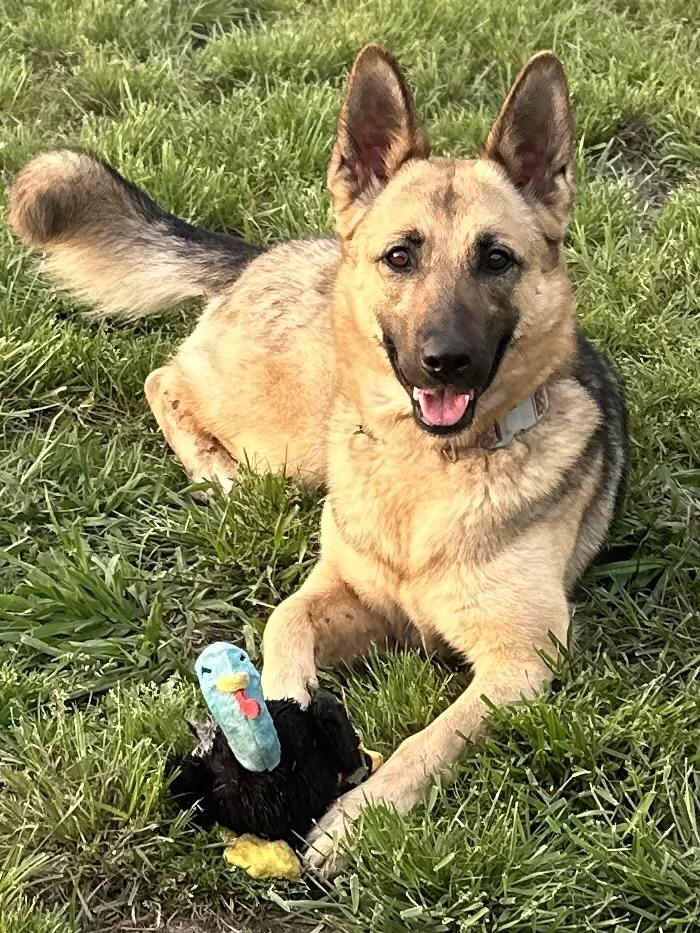 Enlarge Macy Mae, a Adoptable German Shepherd Dog in Whitewright, TX image 2/5