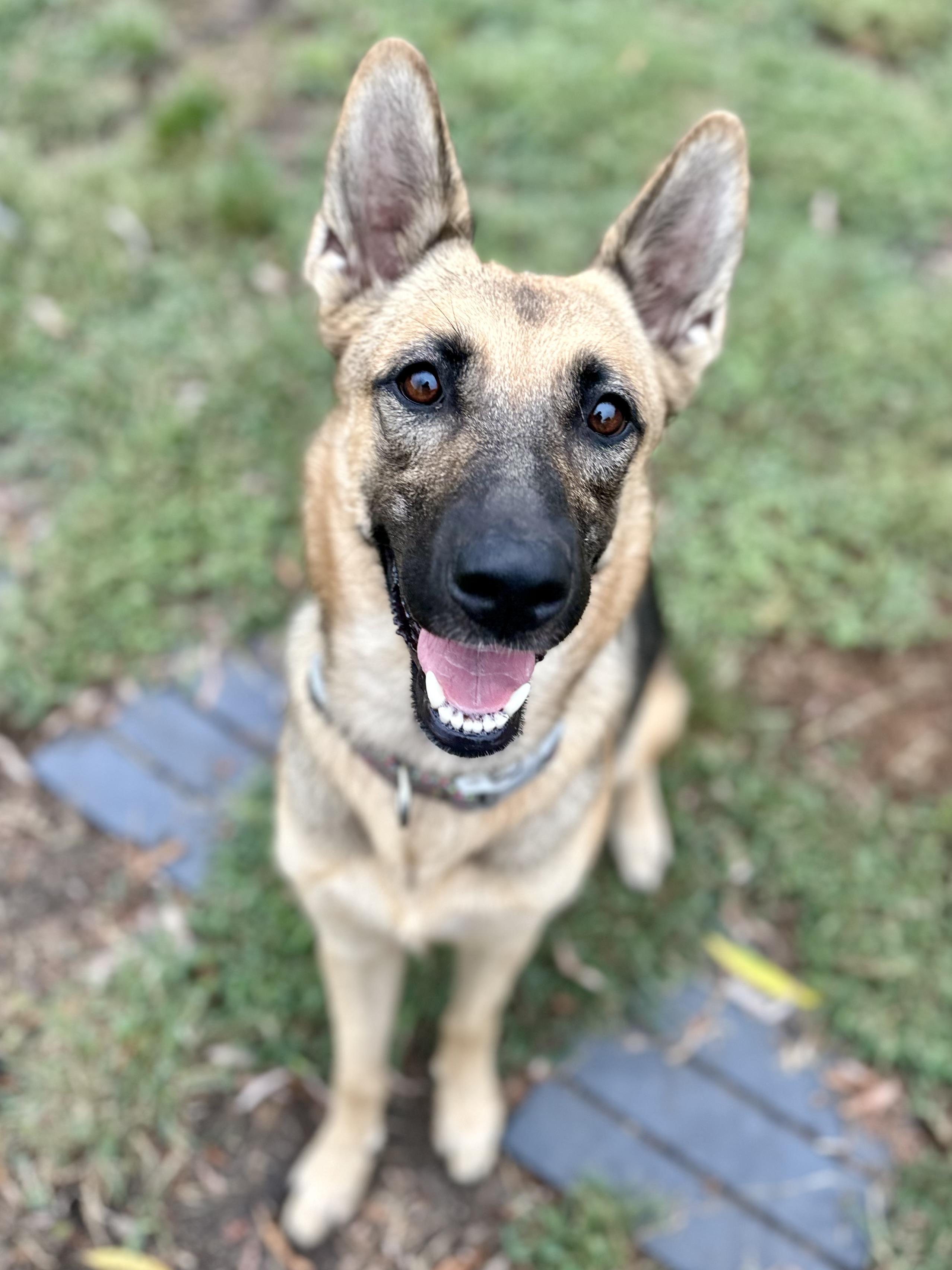 Enlarge Macy Mae, a Adoptable German Shepherd Dog in Whitewright, TX image 3/5