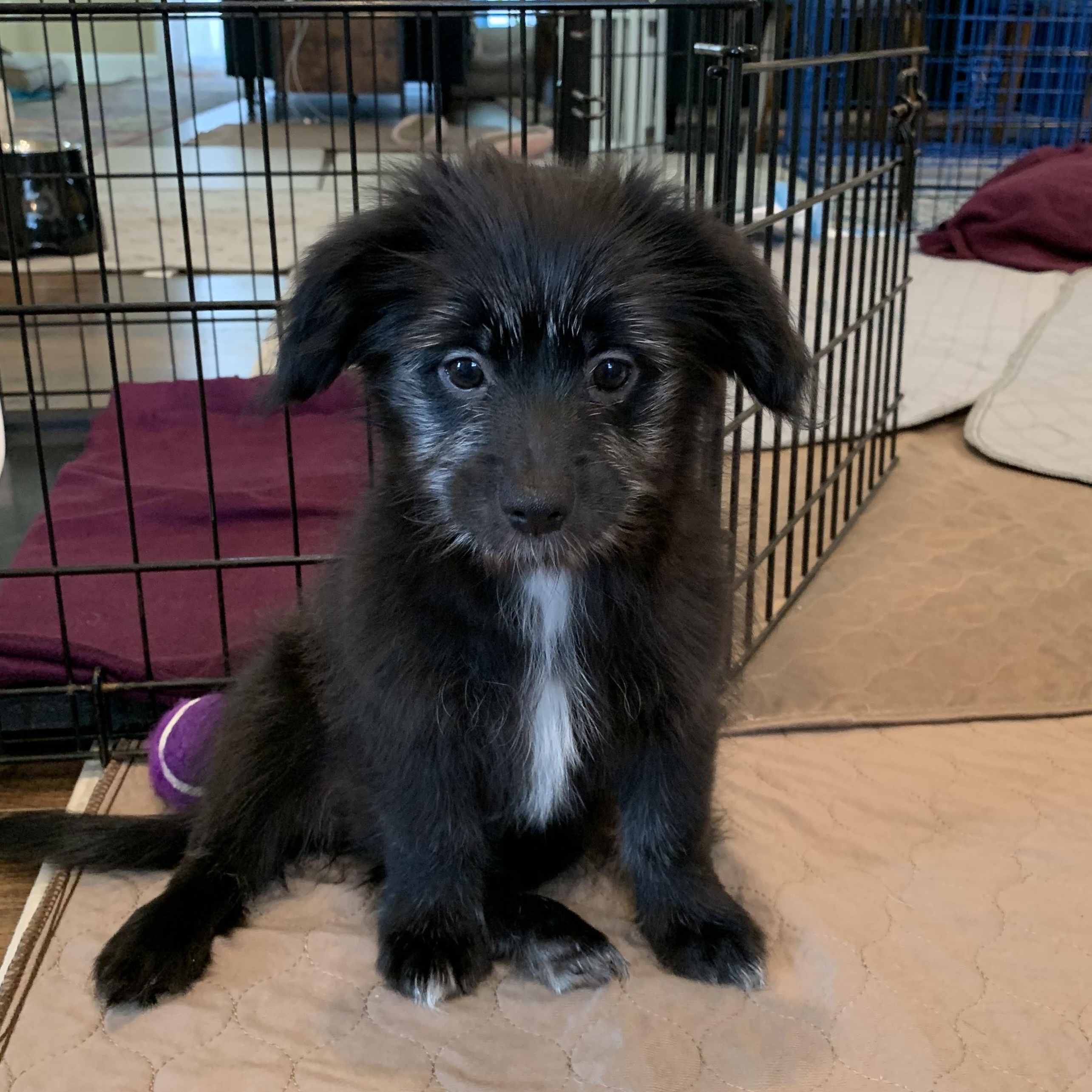 Enlarge Mildred (Foster to Adopt), a Adoptable mixed breed in Durham, NC image 1/5