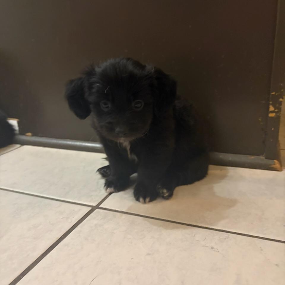 Enlarge Mildred (Foster to Adopt), a Adoptable mixed breed in Durham, NC image 5/5