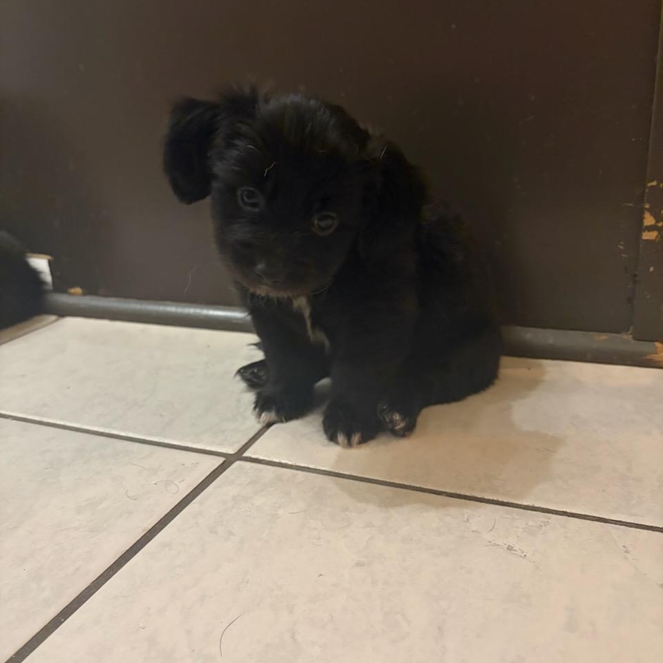 Enlarge Mildred (Foster to Adopt), a Adoptable mixed breed in Durham, NC image 4/5