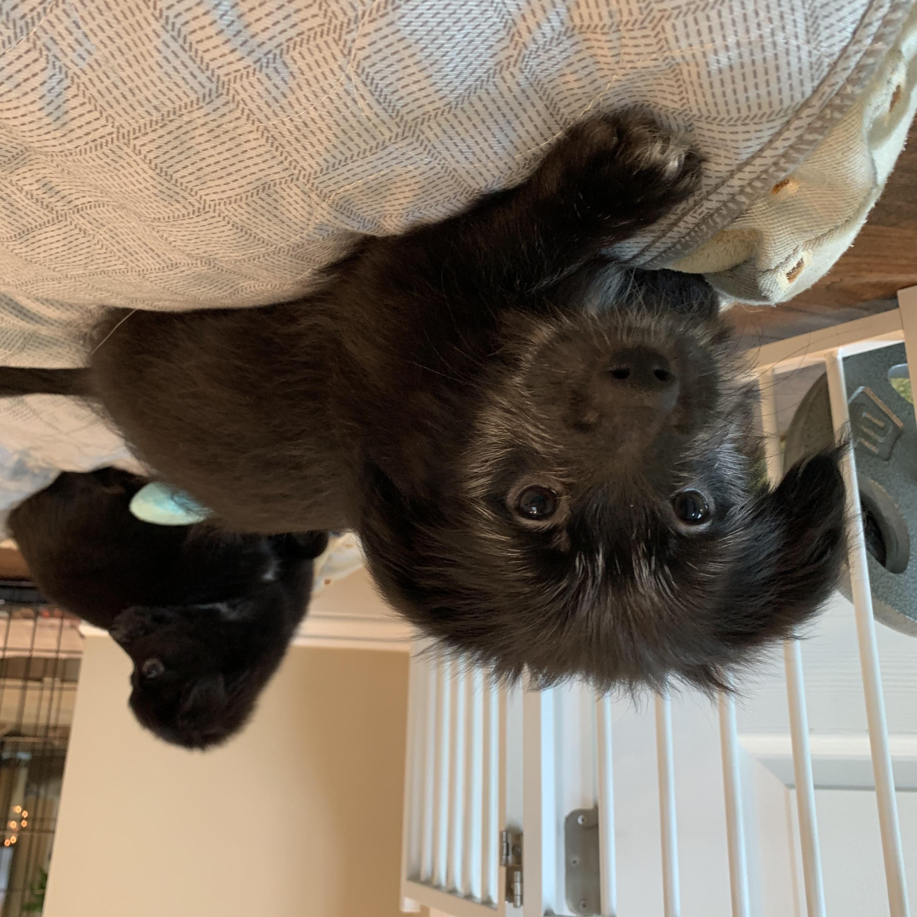 Enlarge Mildred (Foster to Adopt), a Adoptable mixed breed in Durham, NC image 2/5