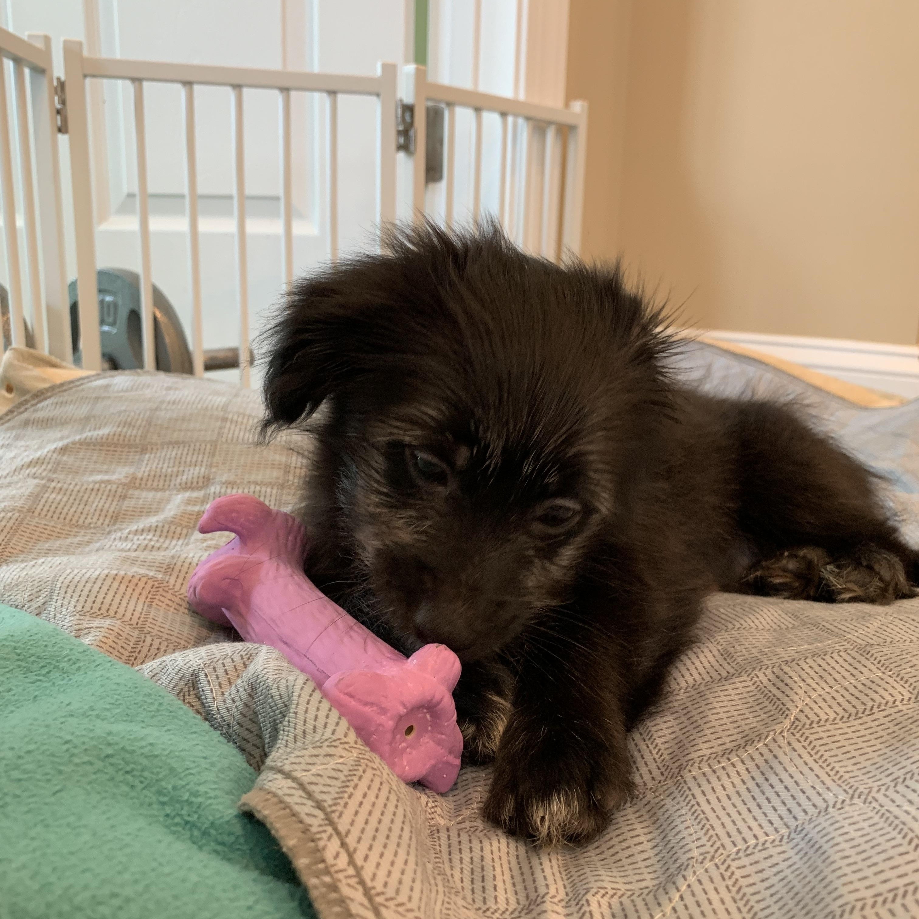 Enlarge Mildred (Foster to Adopt), a Adoptable mixed breed in Durham, NC image 3/5