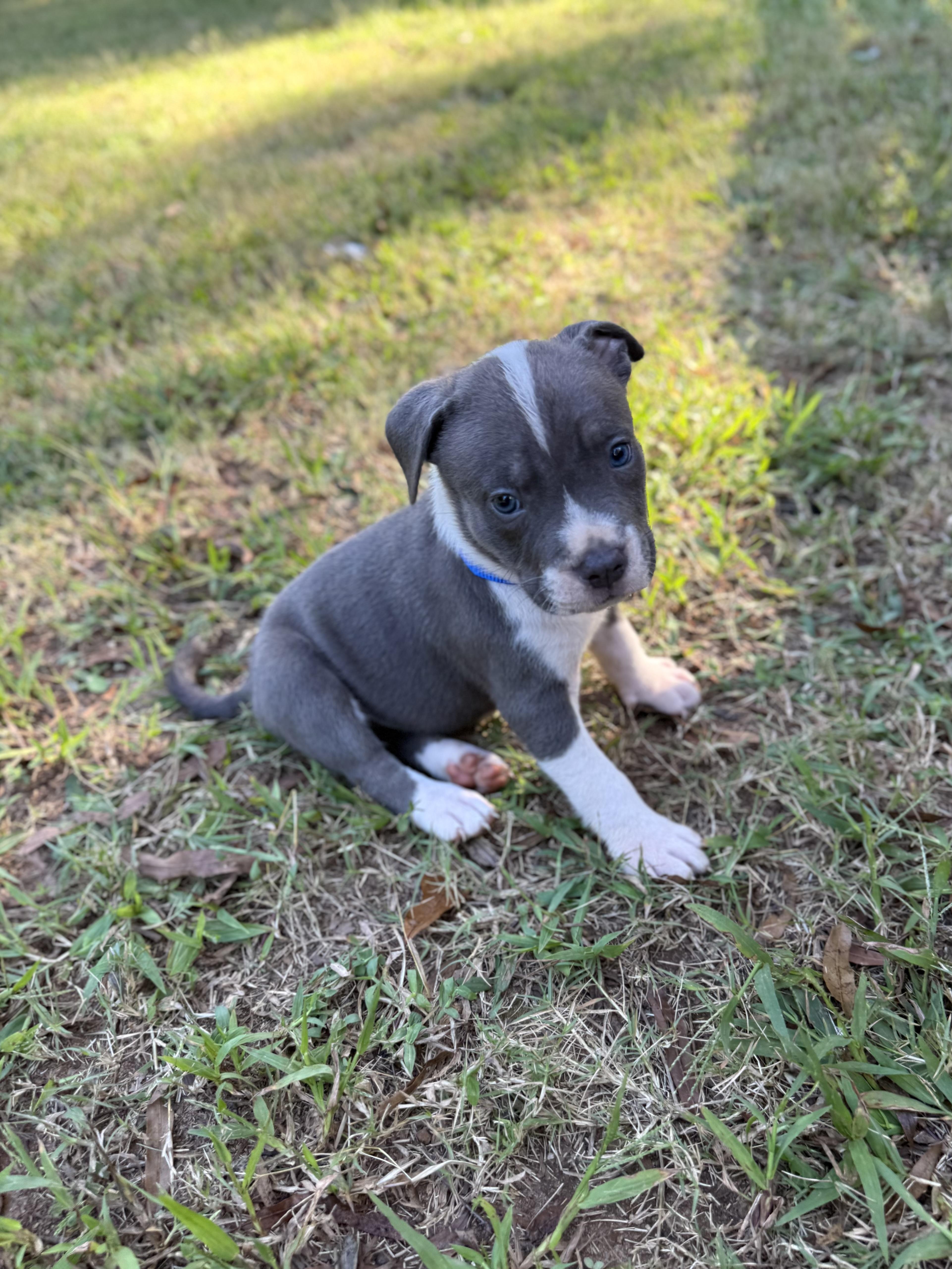 Romey, an adopted mixed breed in Jackson, GA image 2/6