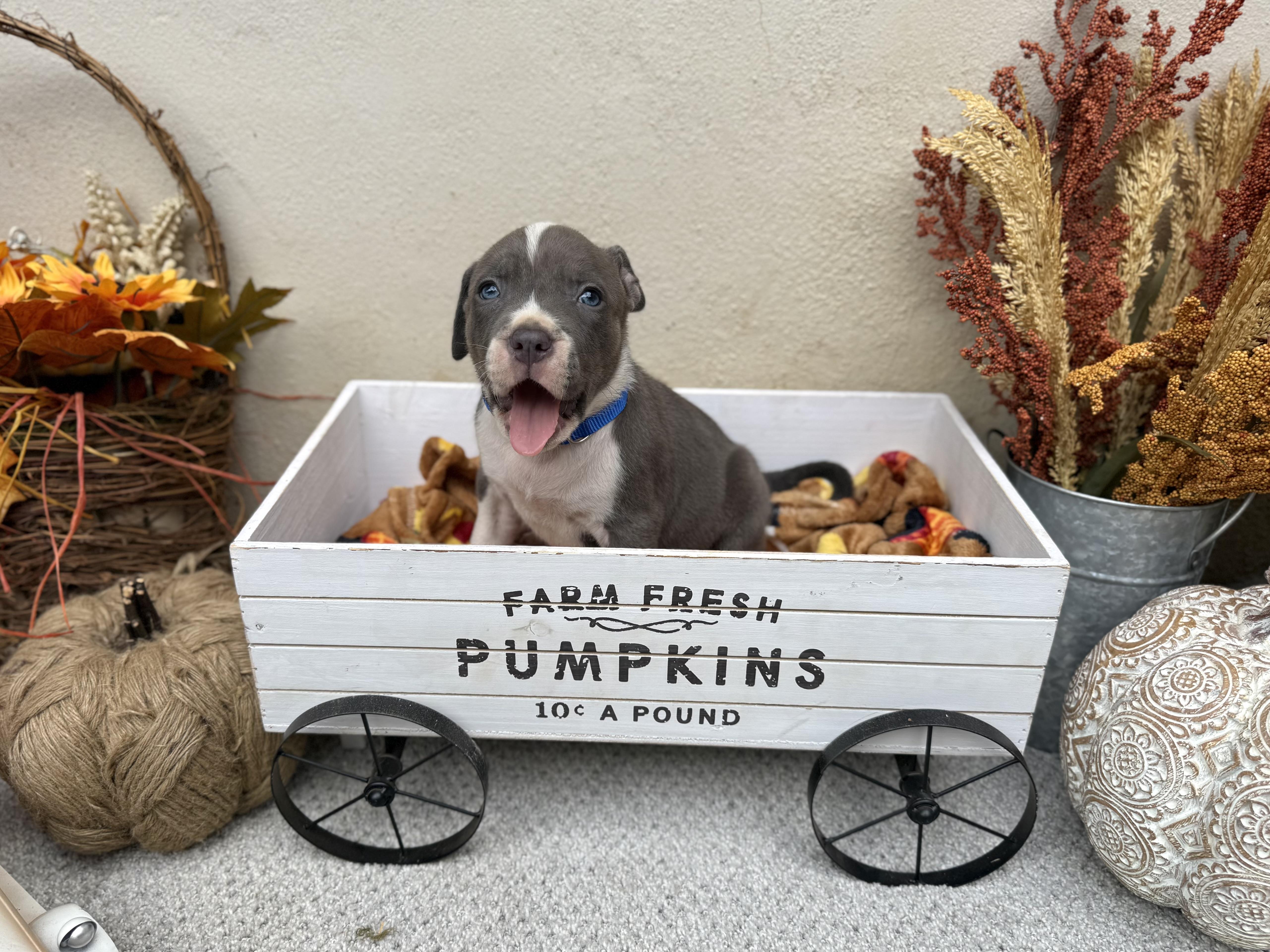 Romey, an adopted mixed breed in Jackson, GA image 3/6