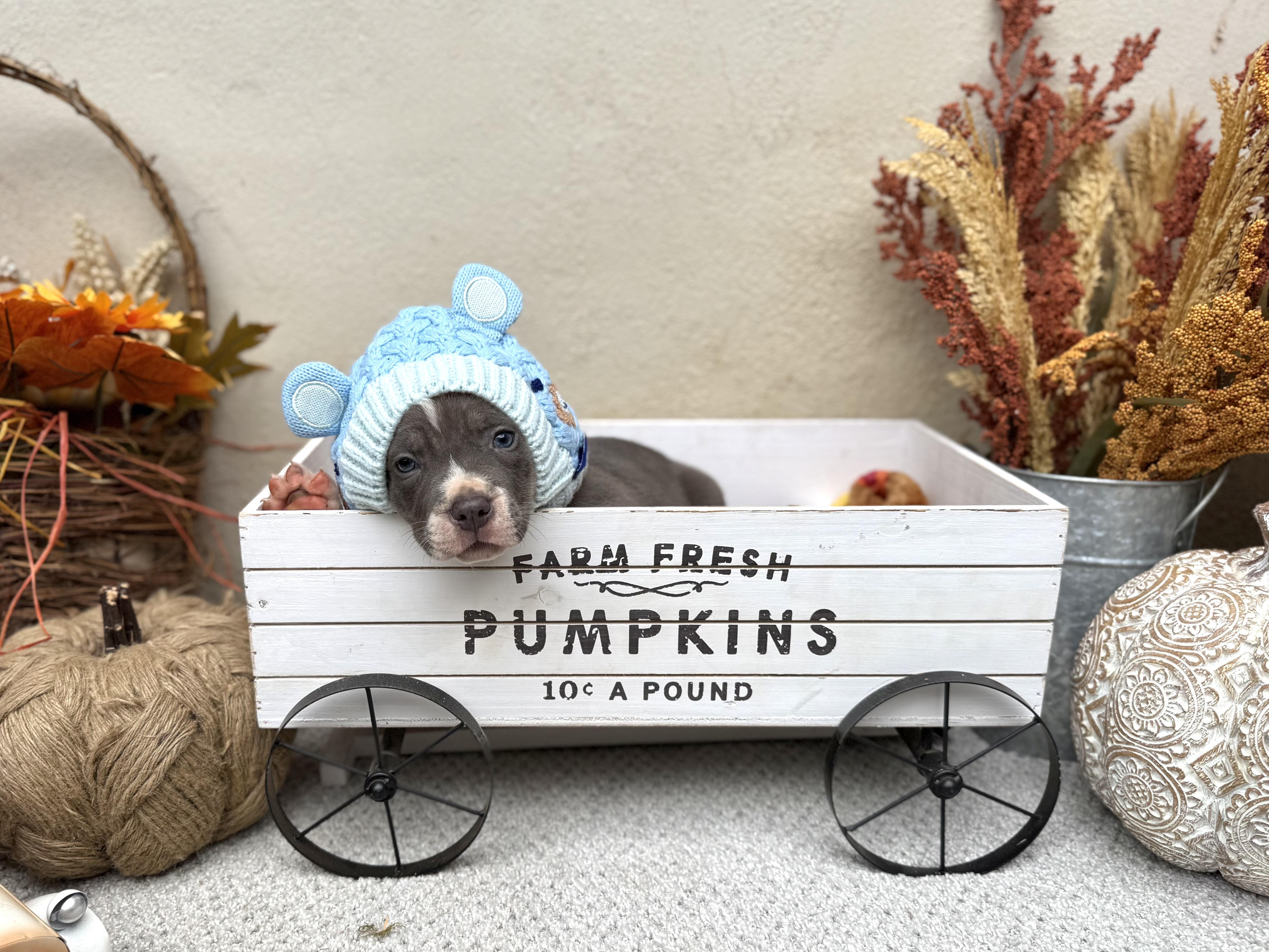 Romey, an adopted mixed breed in Jackson, GA image 4/6