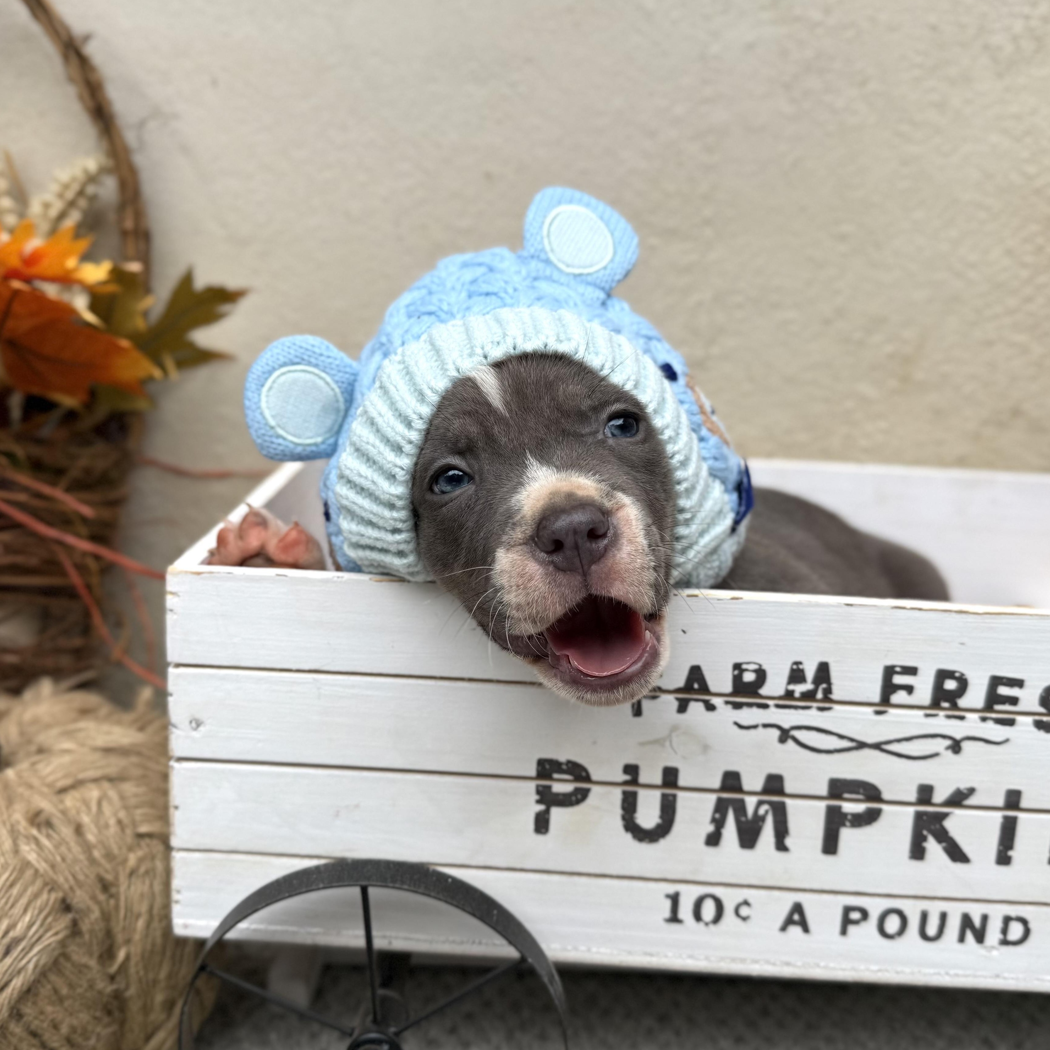 Romey, adopted, Puppy Male Mixed Breed.