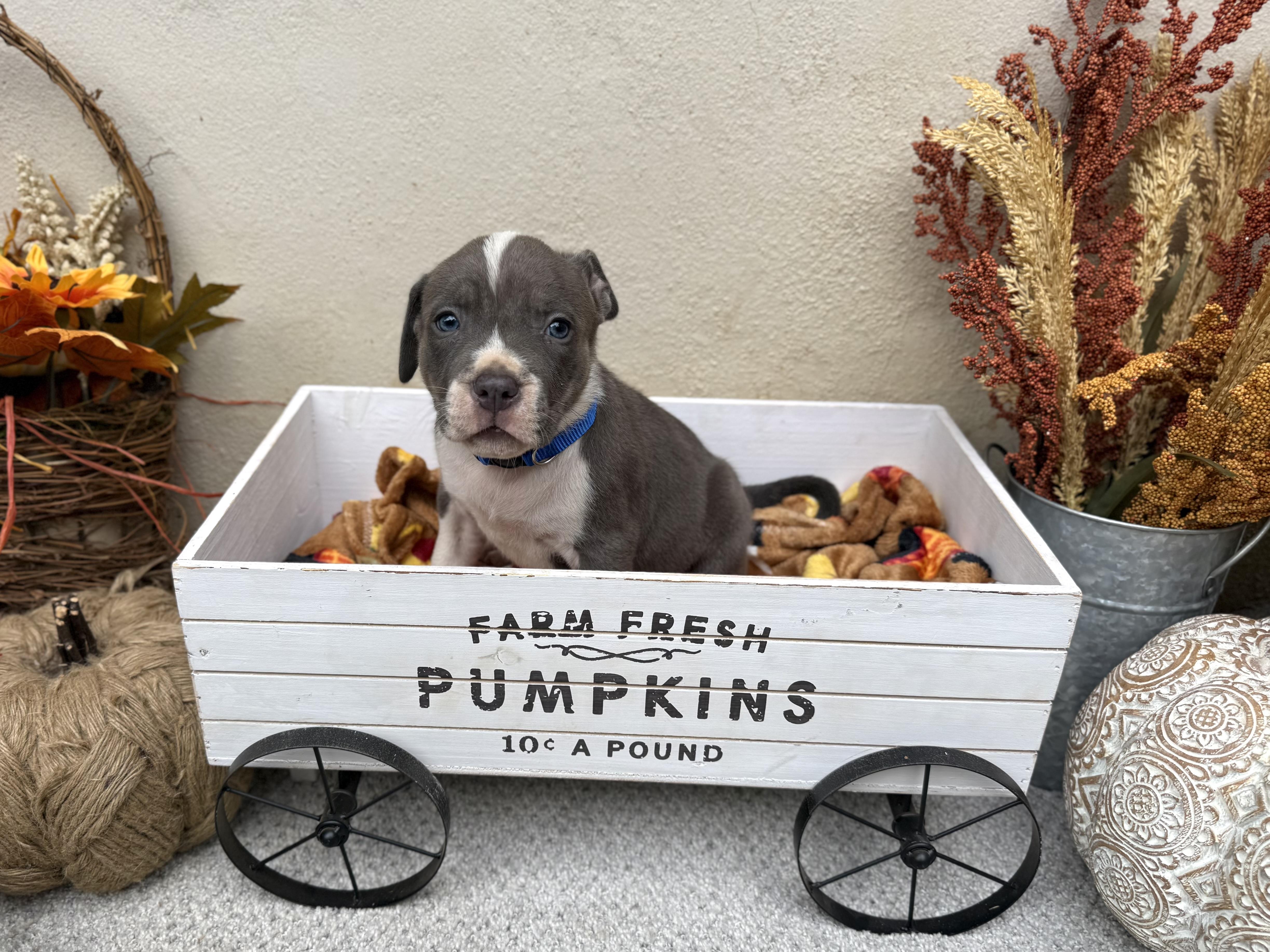 Romey, an adopted mixed breed in Jackson, GA image 5/6