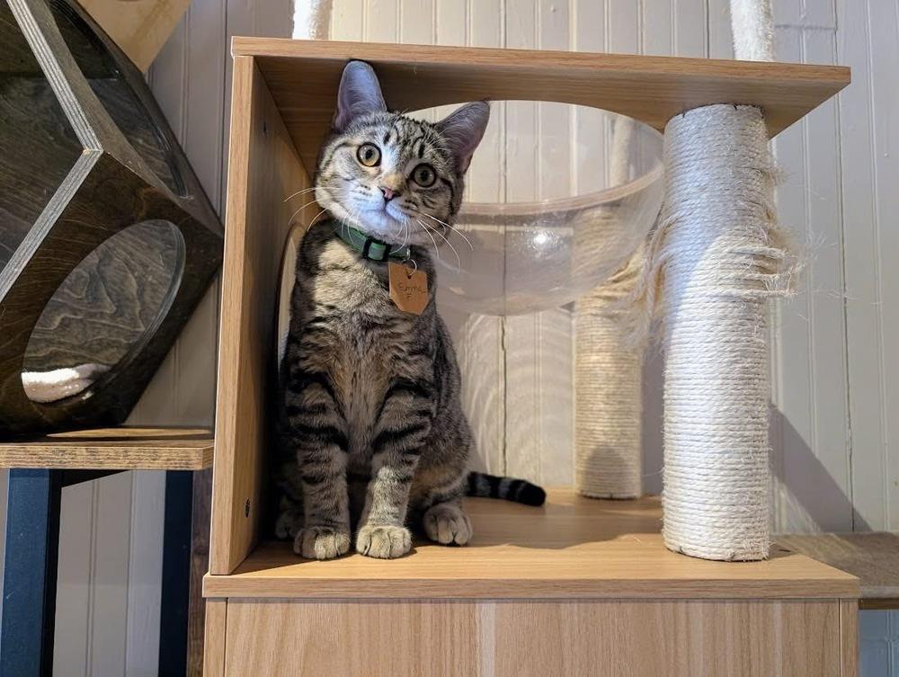 Emma, a Adoptable Domestic Short Hair in Lewisburg, PA image 1/4