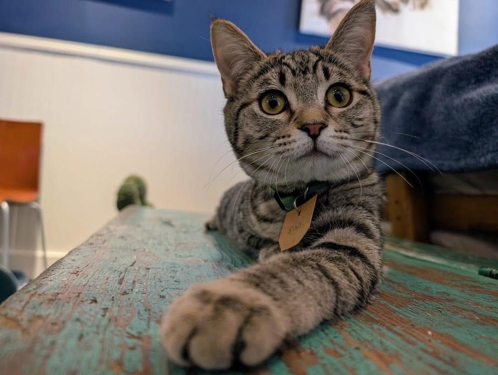 Emma, a Adoptable Domestic Short Hair in Lewisburg, PA image 2/4