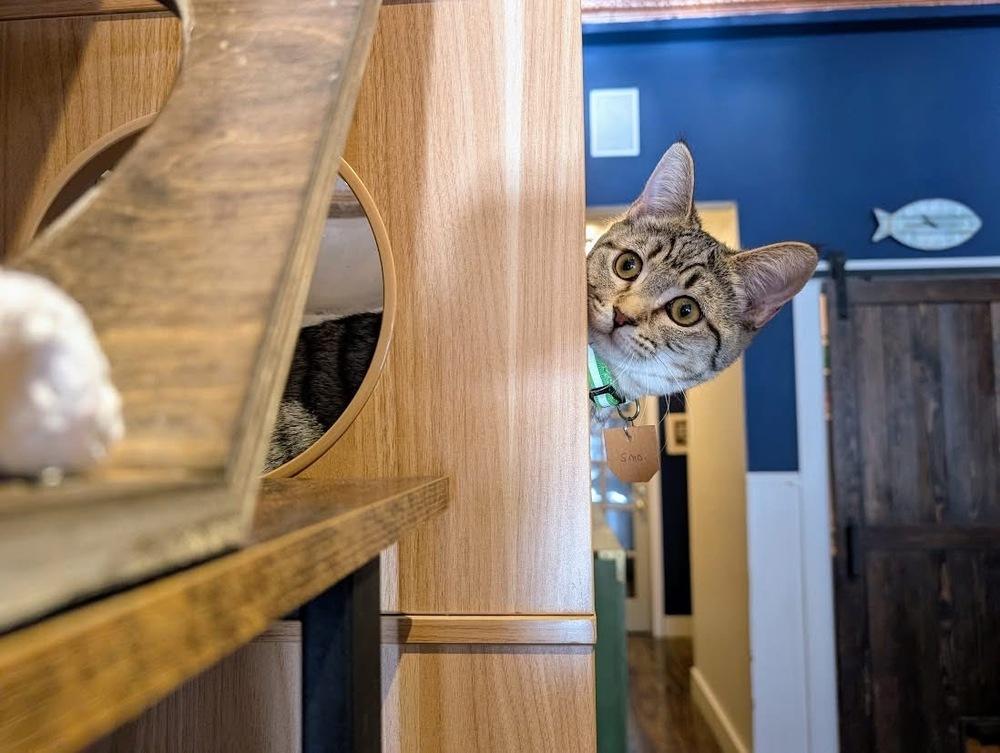 Emma, a Adoptable Domestic Short Hair in Lewisburg, PA image 3/4