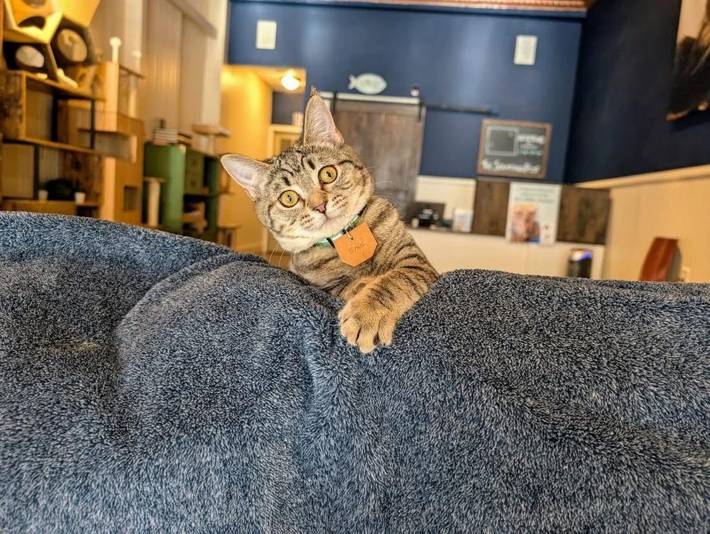 Emma, a Adoptable Domestic Short Hair in Lewisburg, PA image 4/4