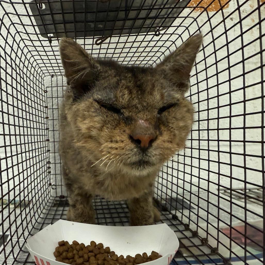 Meatball — thumbnail 2