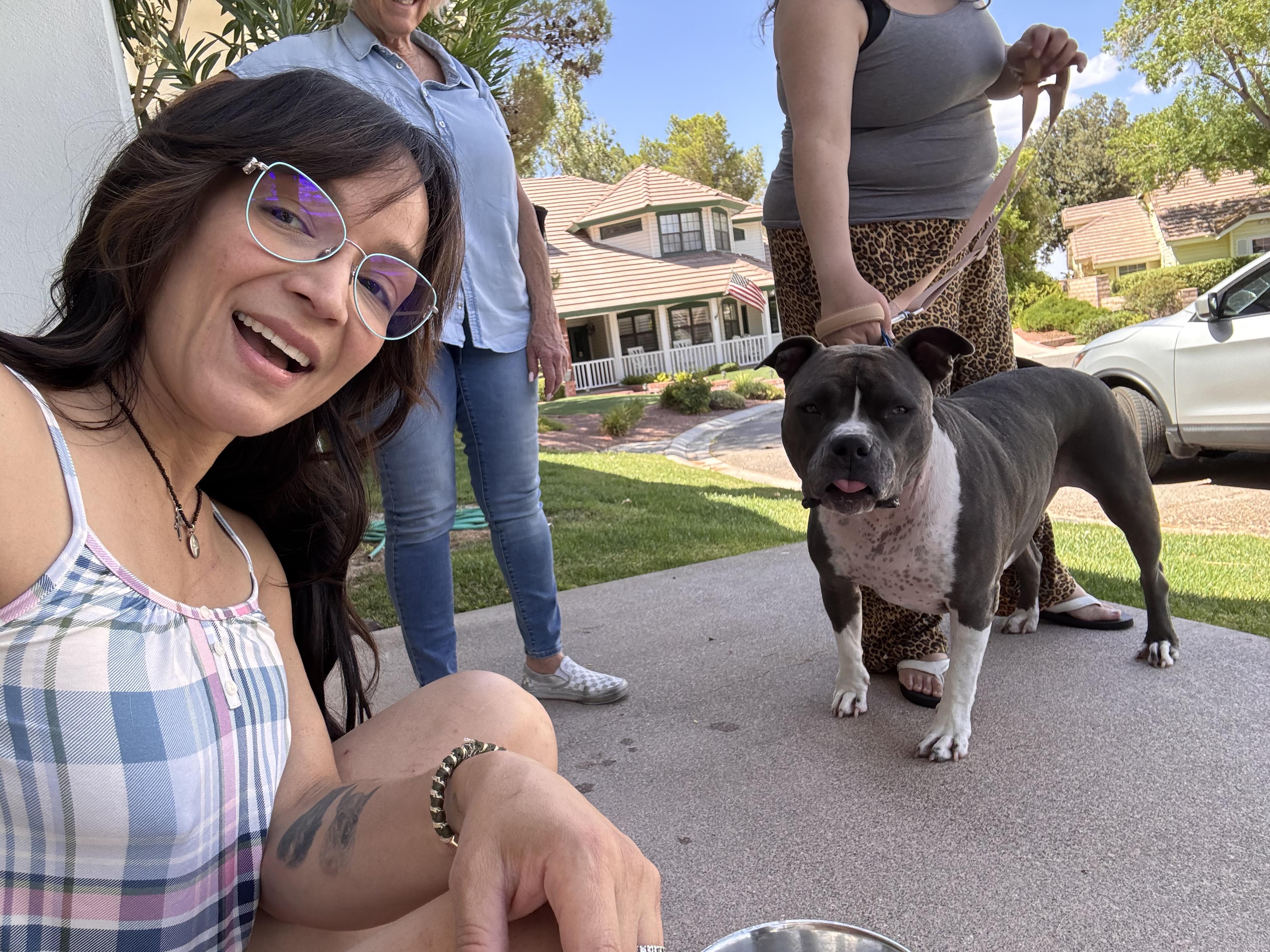 Boujee, Adoptable, Young Female American Bulldog.