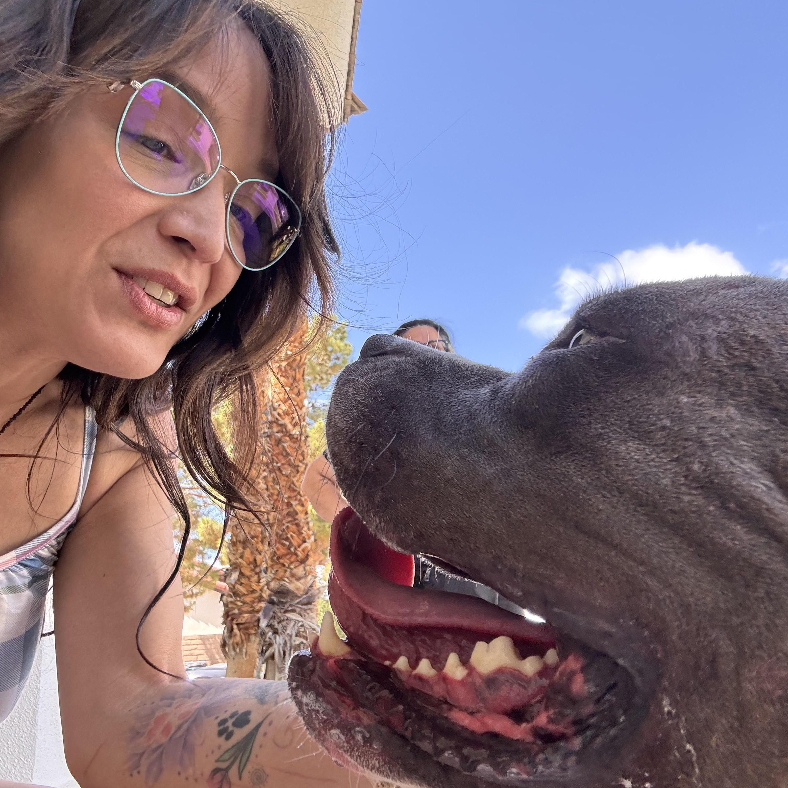 Boujee, a hold mixed breed in Las Vegas, NV image 3/6