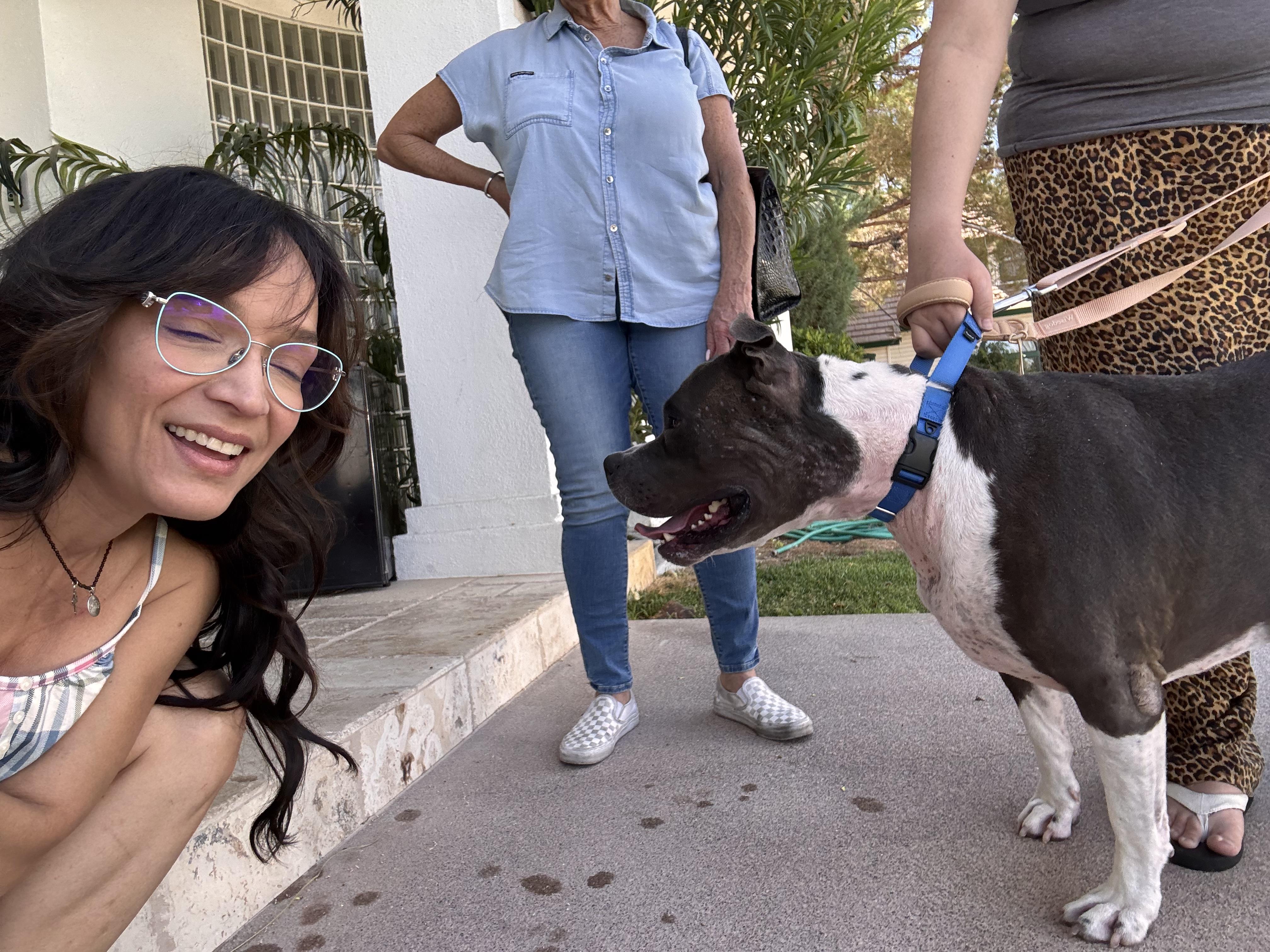 Boujee, a hold mixed breed in Las Vegas, NV image 4/6