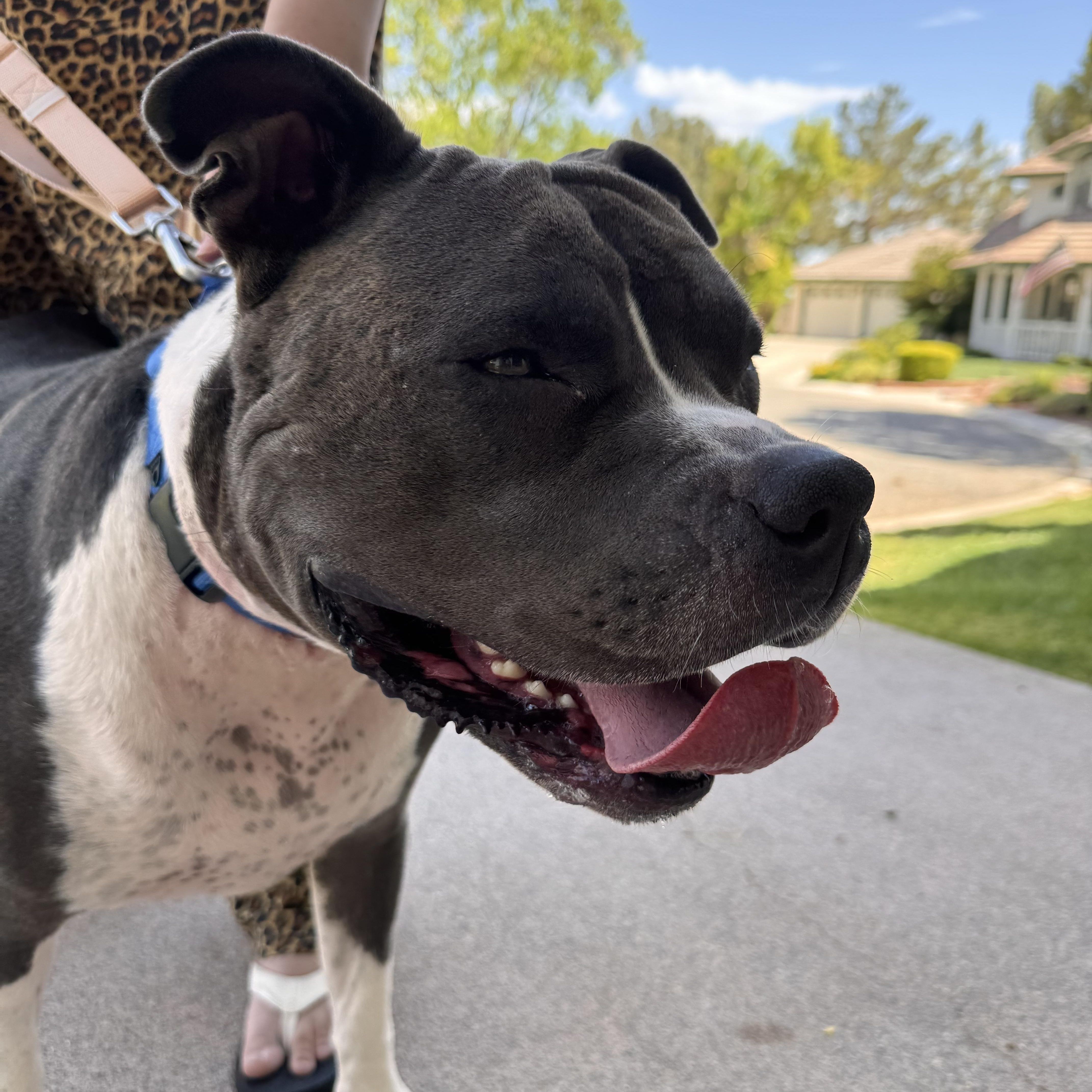 Boujee, a hold mixed breed in Las Vegas, NV image 6/6