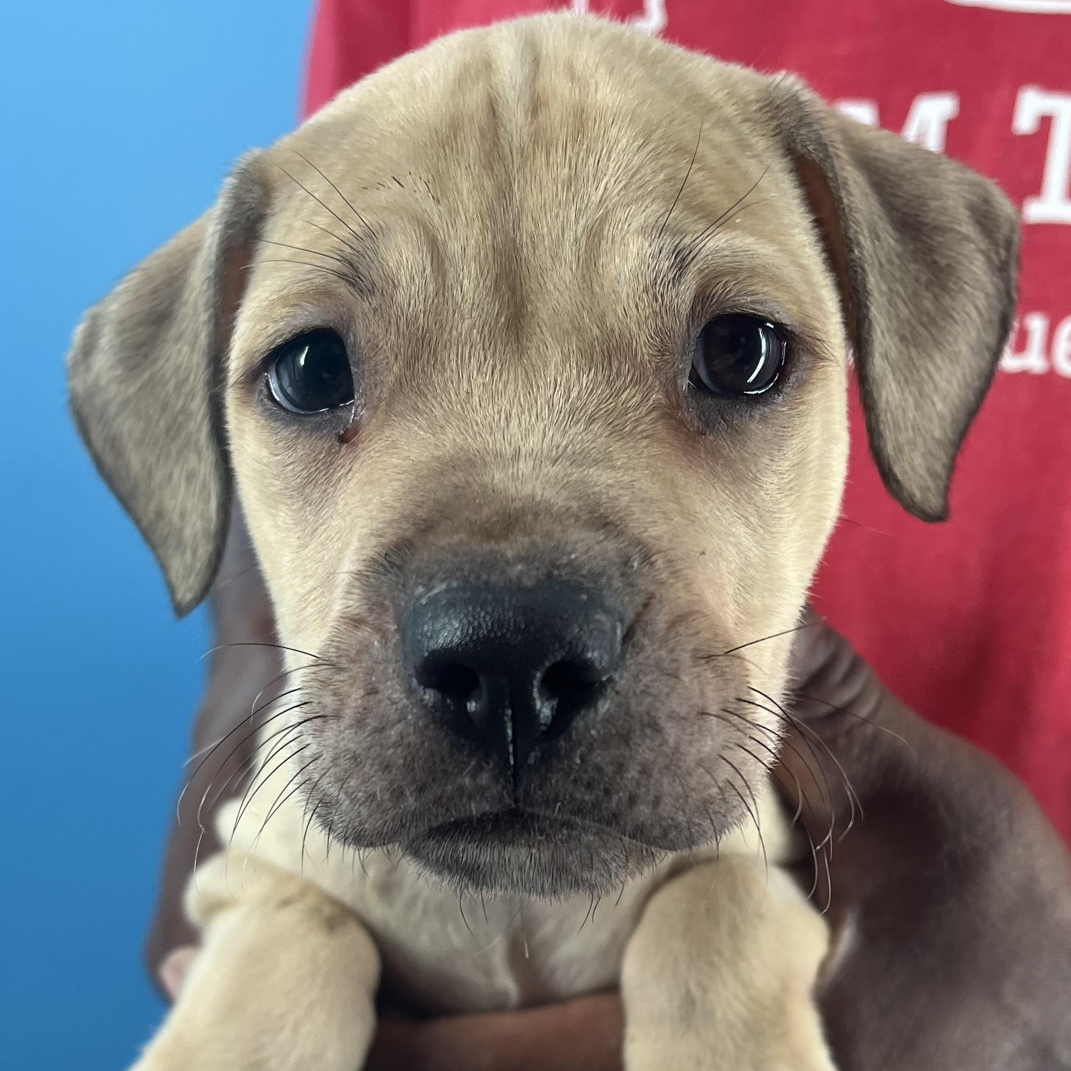 Kane  Local Oct thumbnail 6