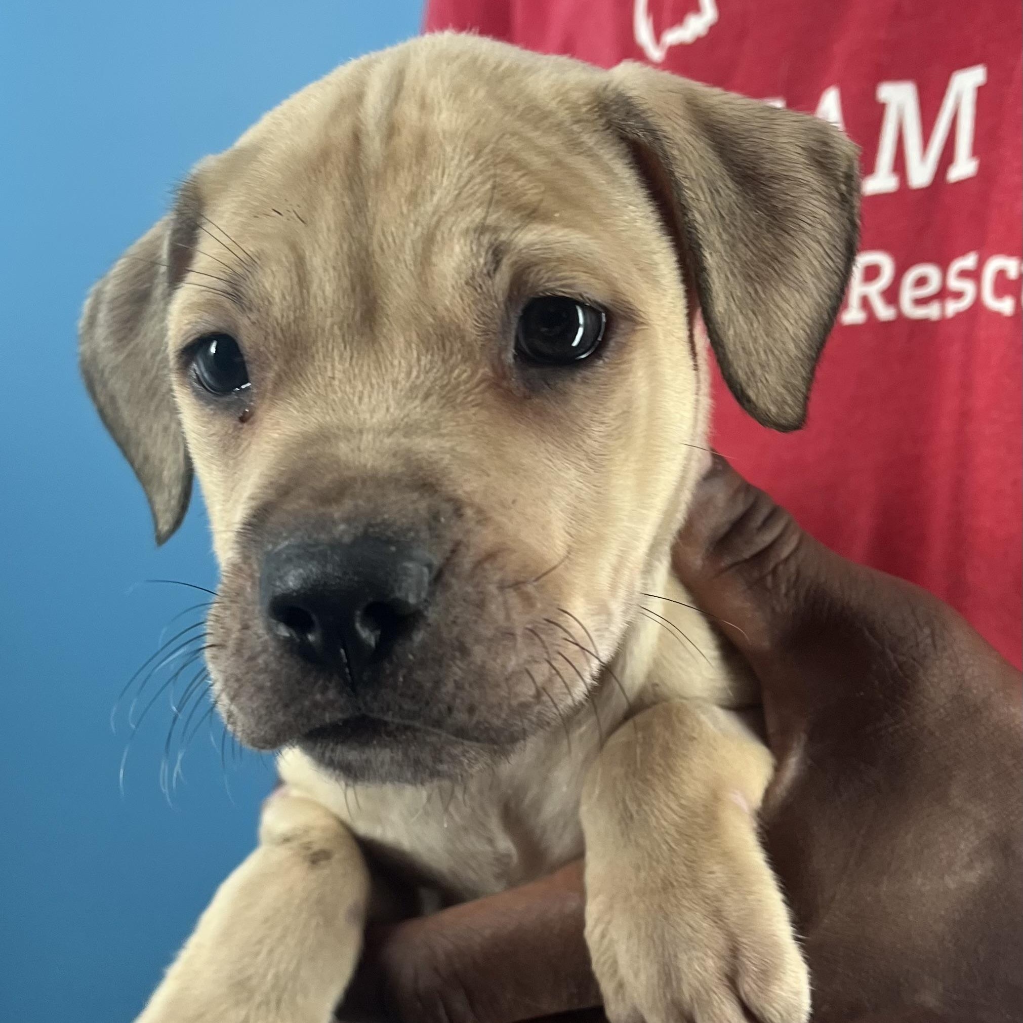 Kane  Local Oct thumbnail 4