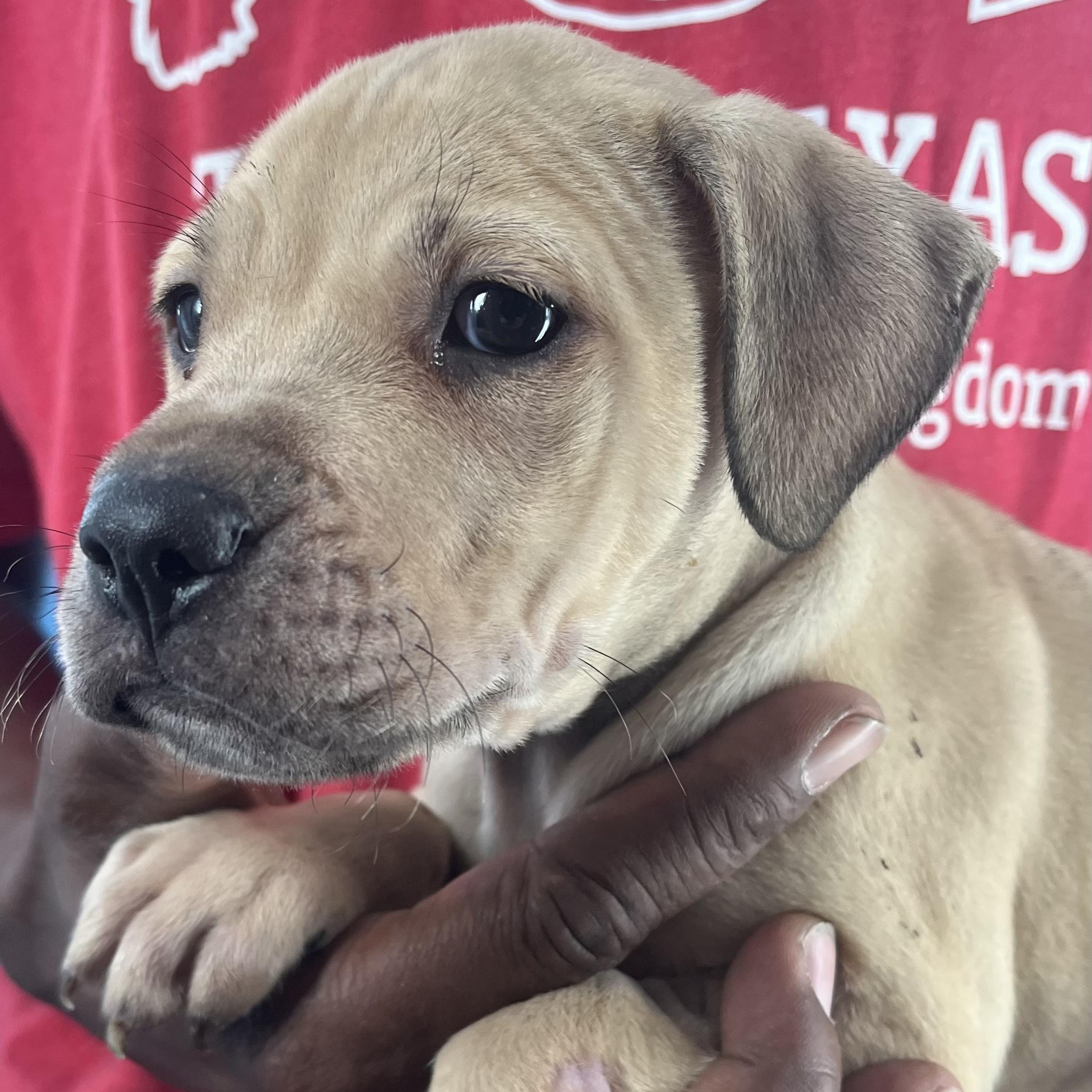 Kane  Local Oct thumbnail 3