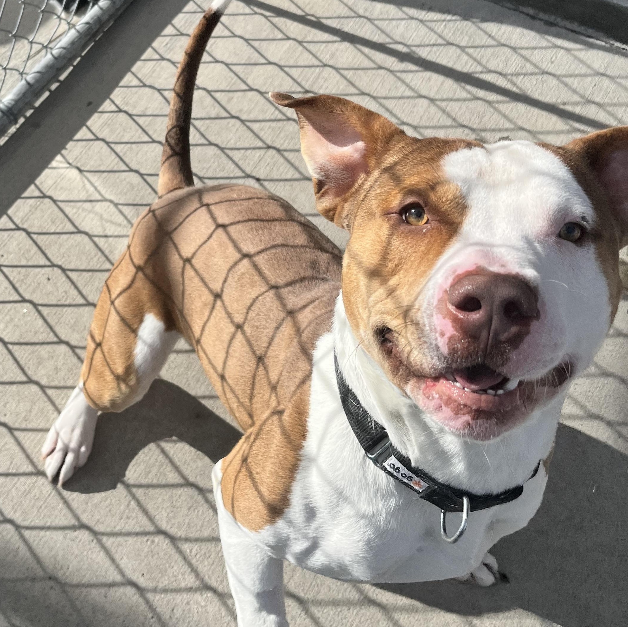 Enlarge Hershey, a ADOPTABLE Pit Bull Terrier in Steamboat Springs, CO image 2/3