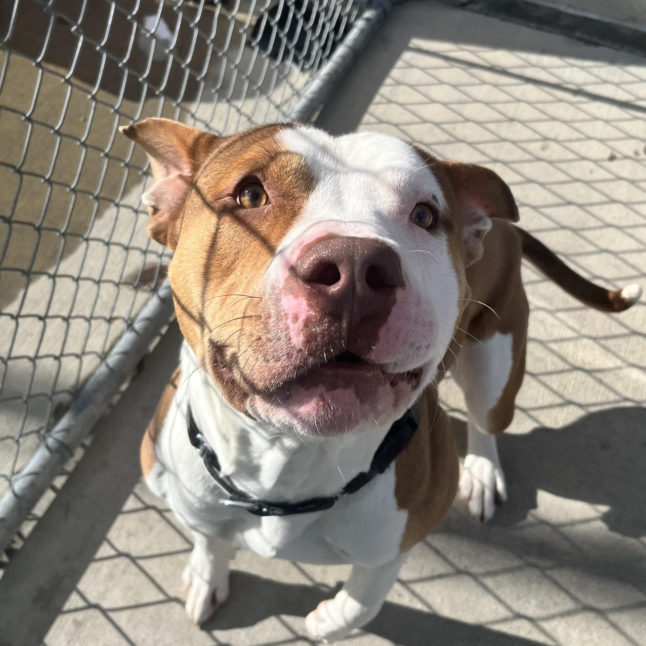 Enlarge Hershey, a ADOPTABLE Pit Bull Terrier in Steamboat Springs, CO image 1/3