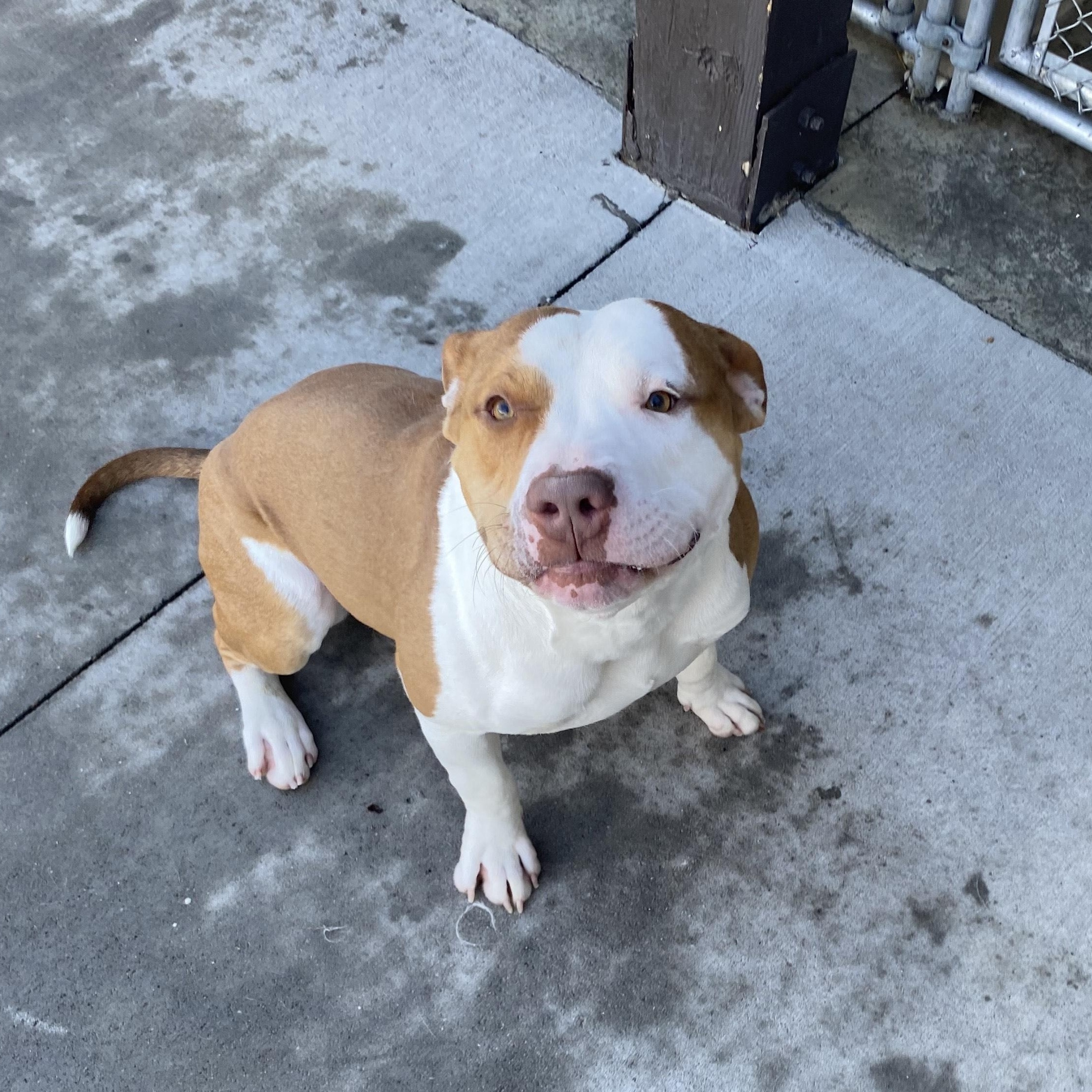 Enlarge Hershey, a ADOPTABLE Pit Bull Terrier in Steamboat Springs, CO image 3/3