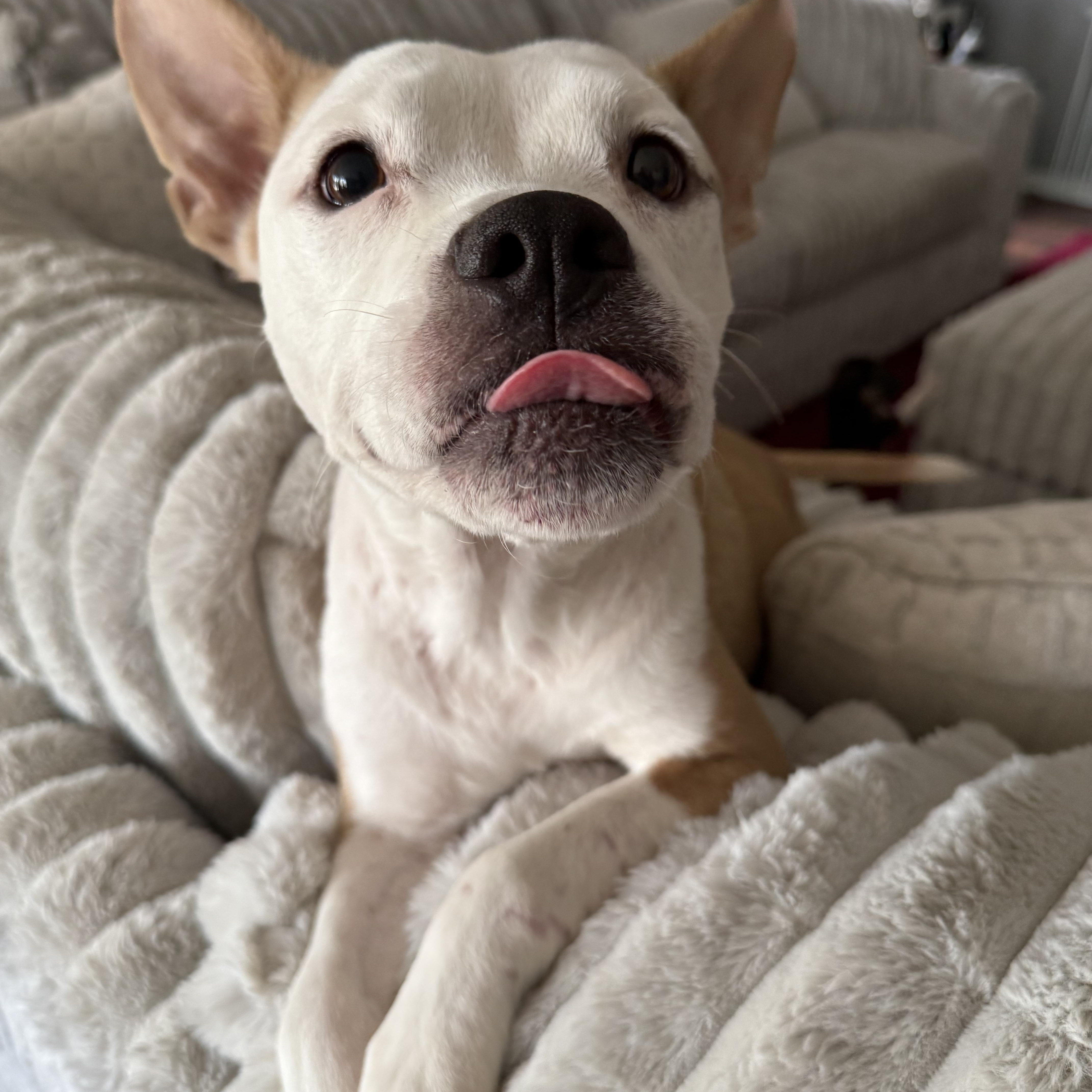 Enlarge Maggie, a Adoptable mixed breed in Round Rock, TX image 1/5