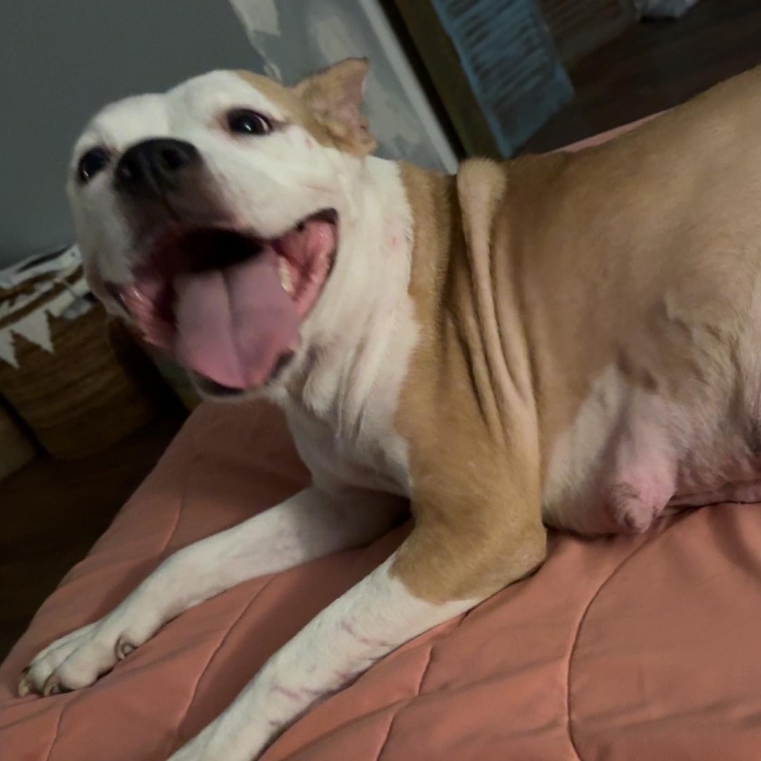 Enlarge Maggie, a Adoptable mixed breed in Round Rock, TX image 2/5