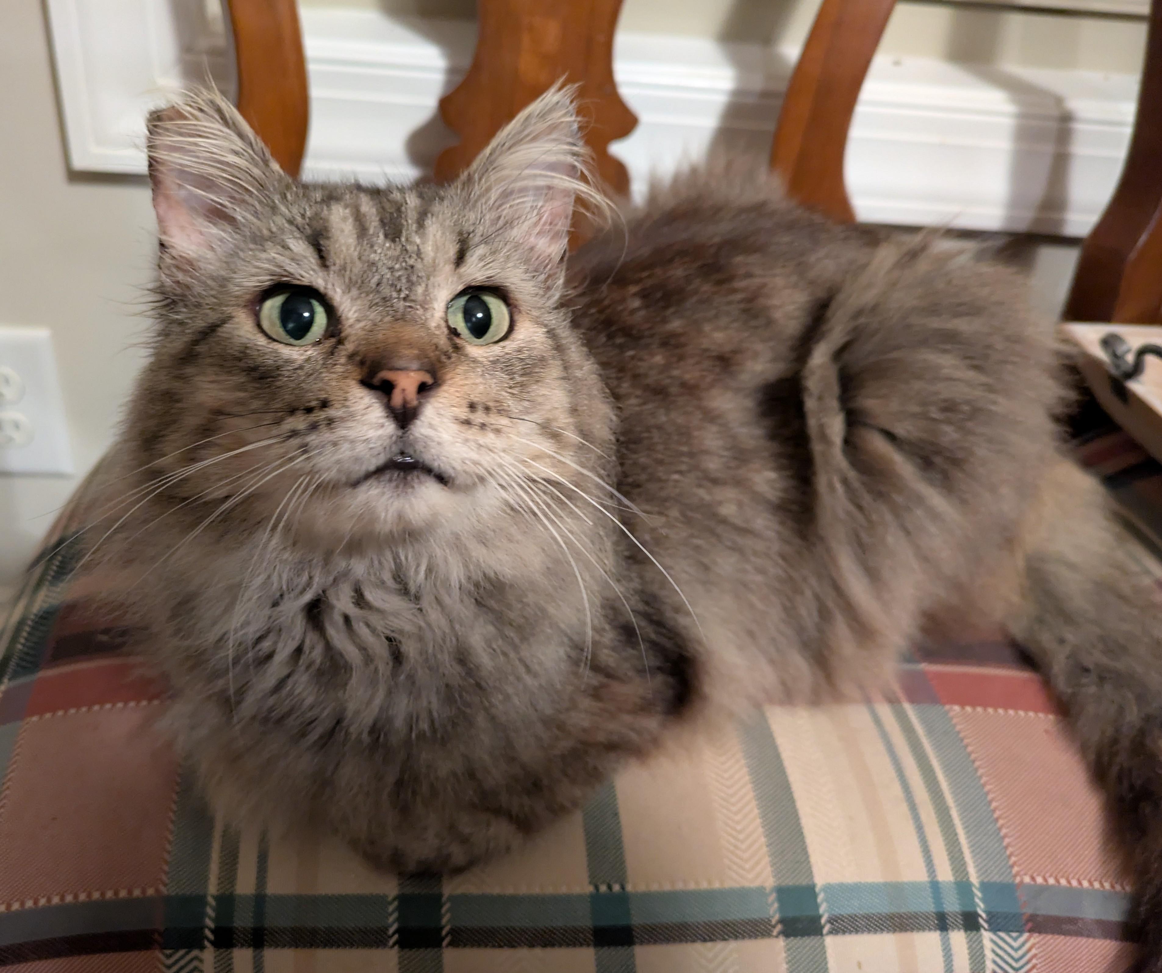 Enlarge THEODORE , a ADOPTABLE mixed breed in Lebanon, TN image 2/4