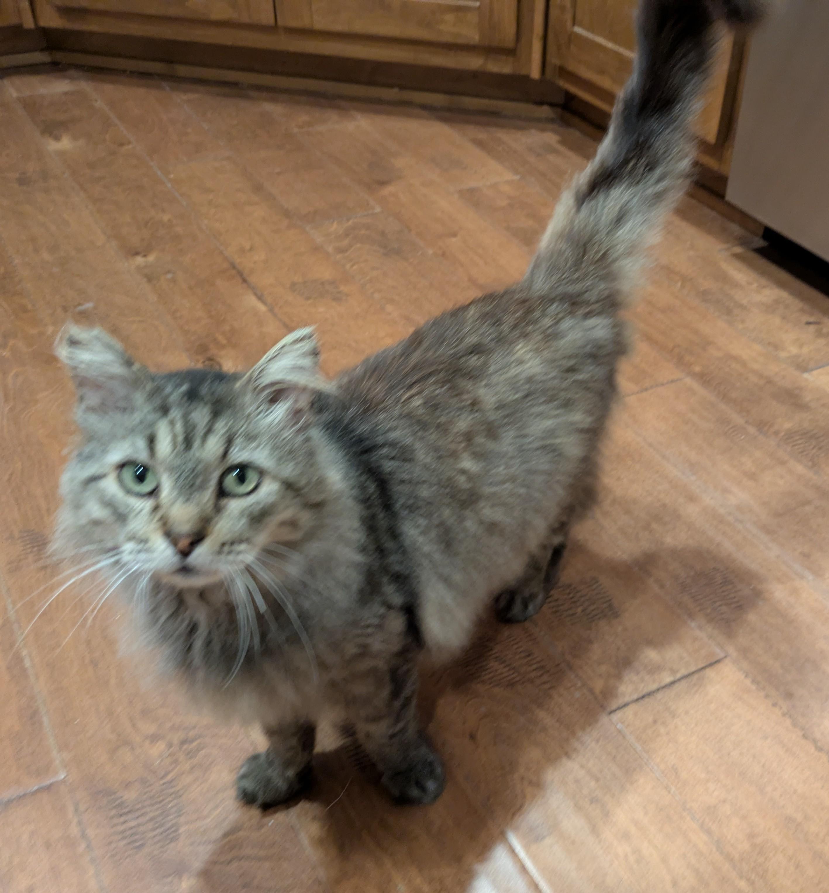 Enlarge THEODORE , a ADOPTABLE mixed breed in Lebanon, TN image 3/4