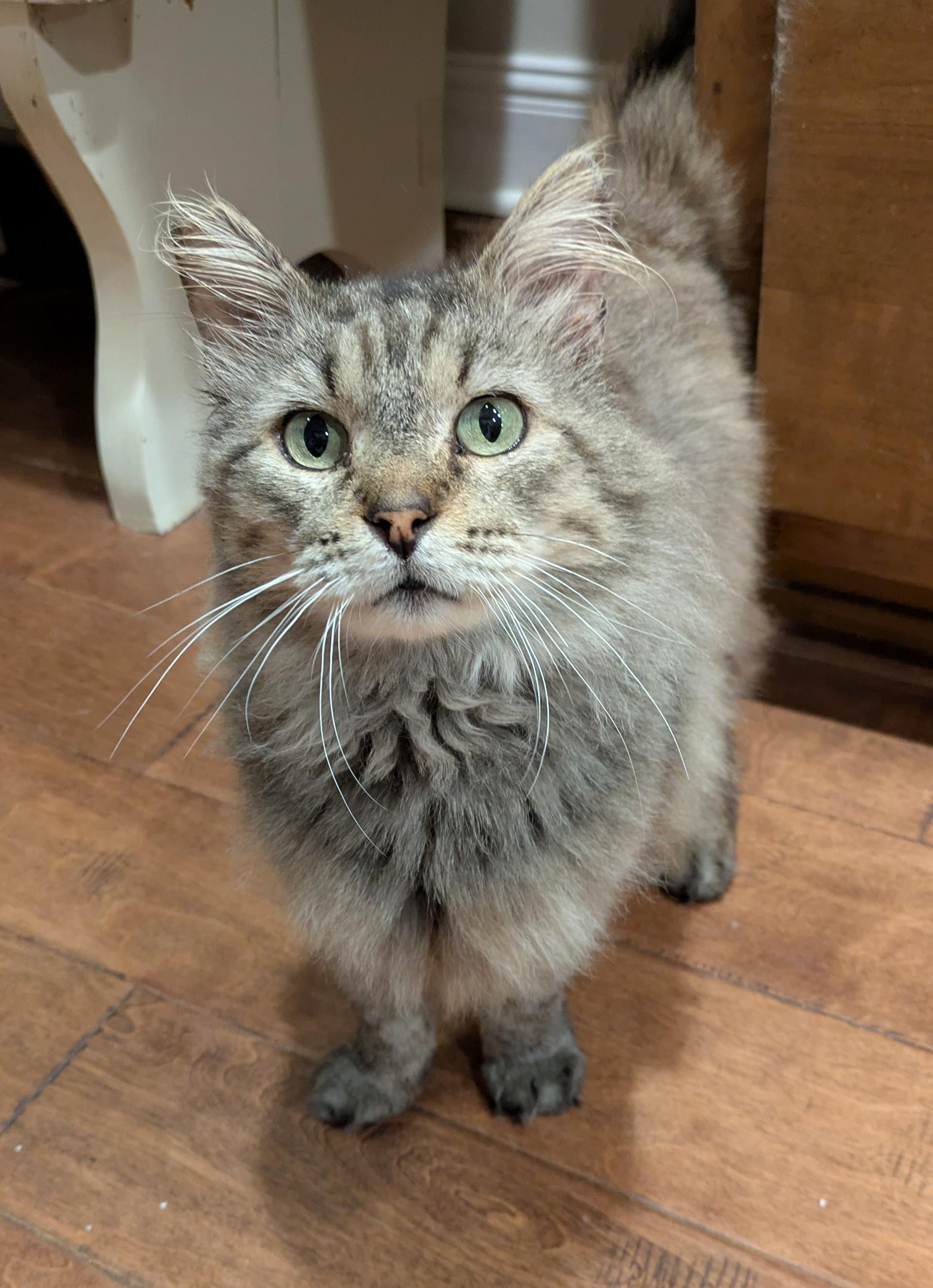 Enlarge THEODORE , a ADOPTABLE mixed breed in Lebanon, TN image 4/4